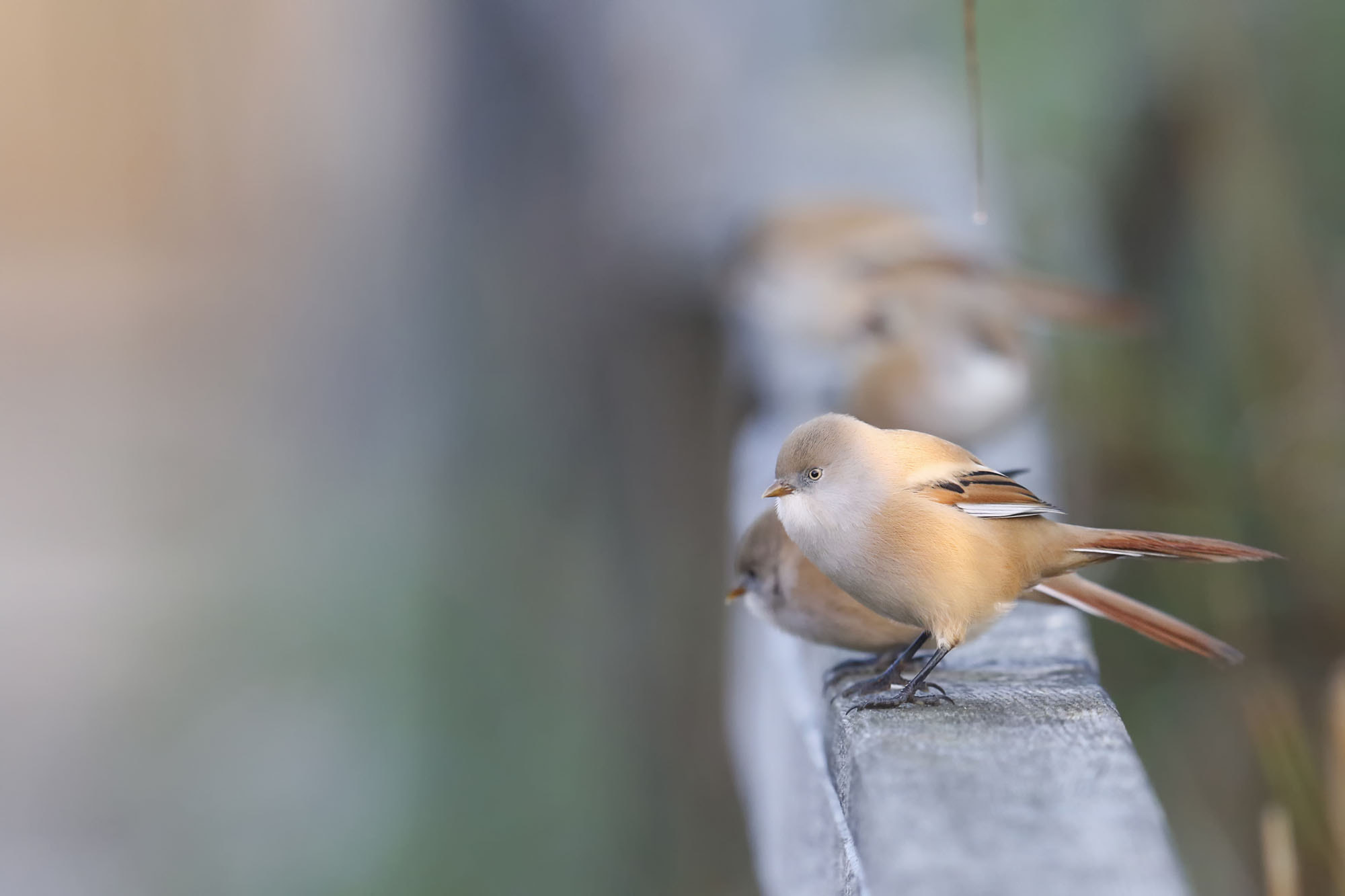 Canon EF 600mm F4L IS II USM sample photo. Bearded tit photography