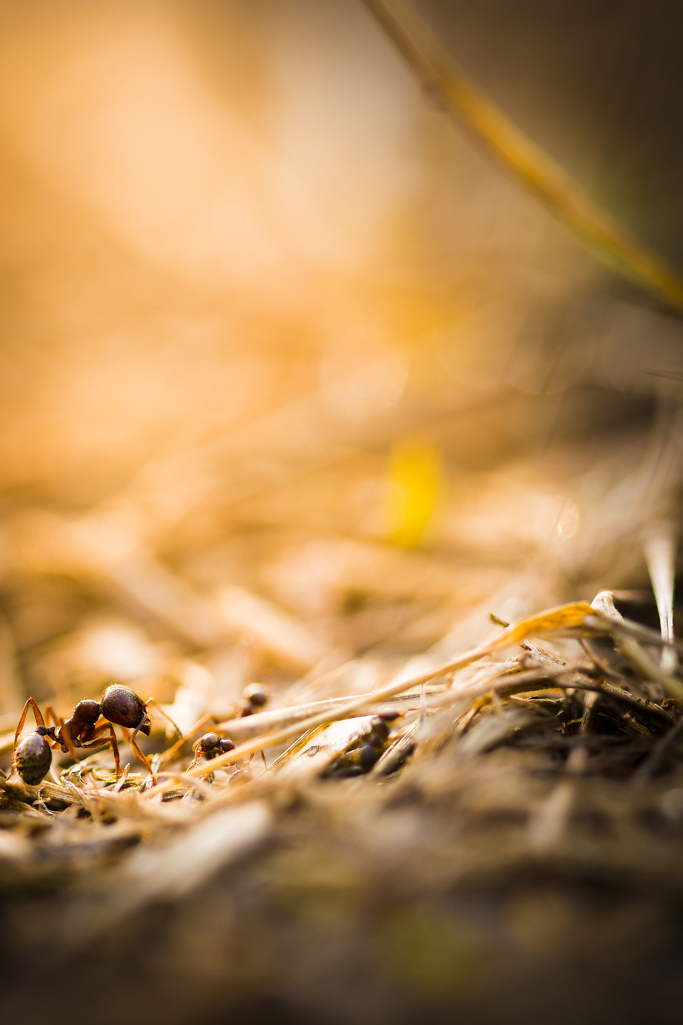 Canon EOS 600D (Rebel EOS T3i / EOS Kiss X5) sample photo. Sweetness between ants photography