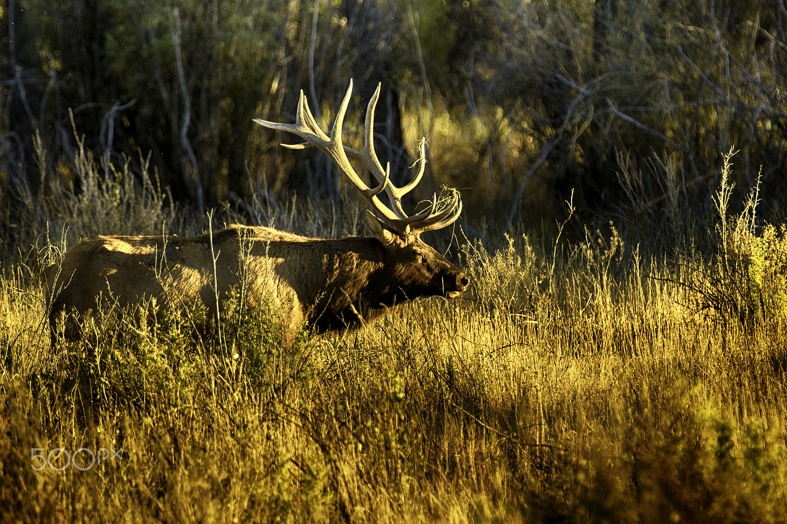 Canon EOS 7D Mark II + Canon EF 70-200mm F2.8L IS II USM sample photo. Bull elk in golden light photography