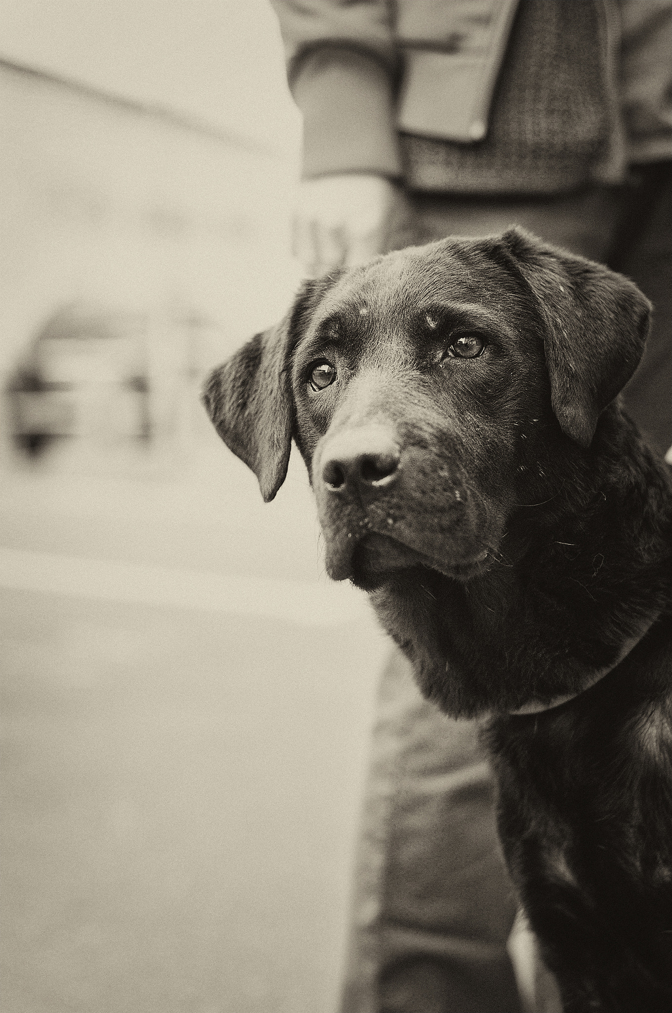 Nikon D300 + Nikon AF-S Nikkor 50mm F1.4G sample photo. Stray dog photography