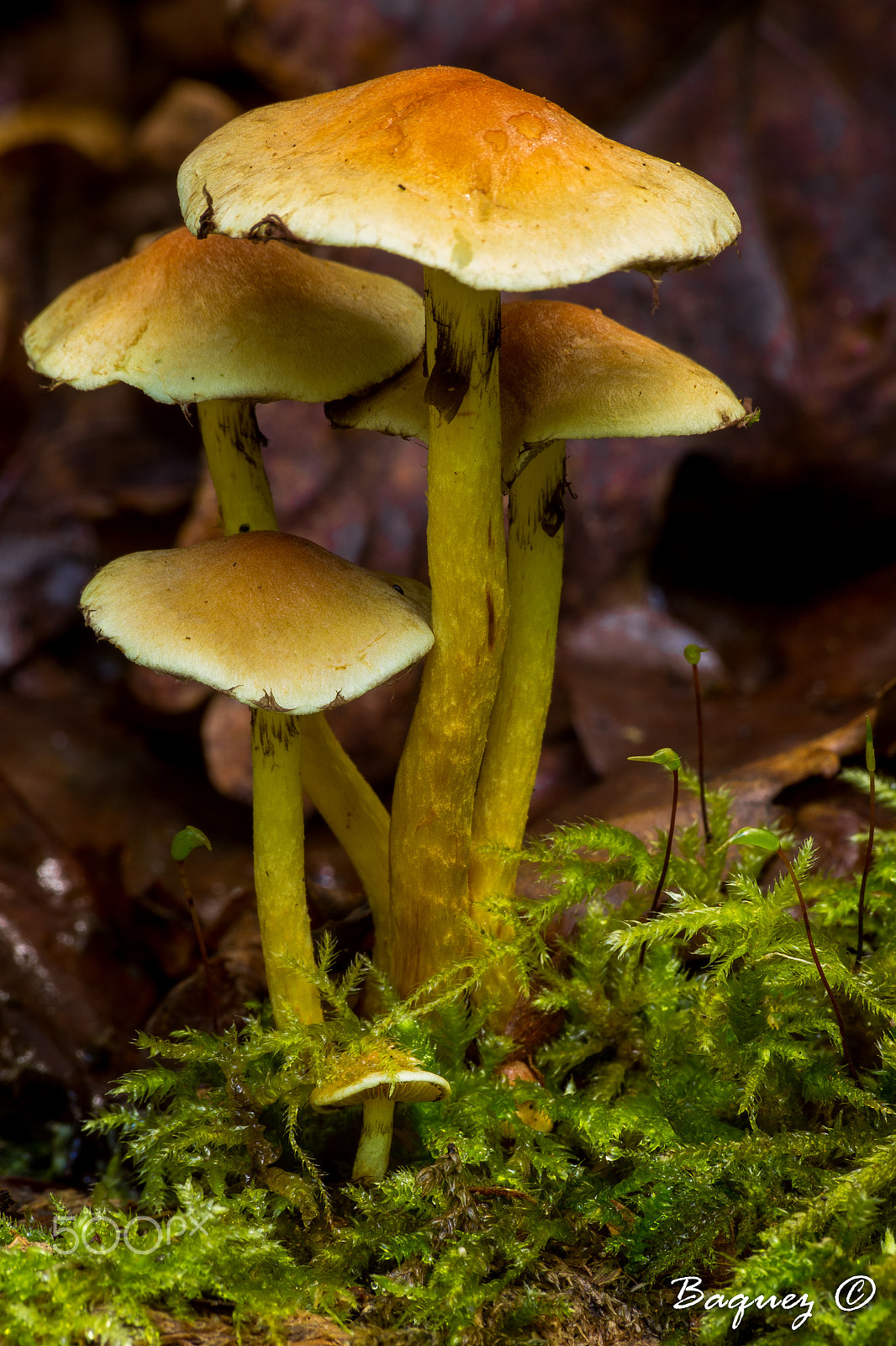 Canon EOS 6D sample photo. Mushrooms together photography