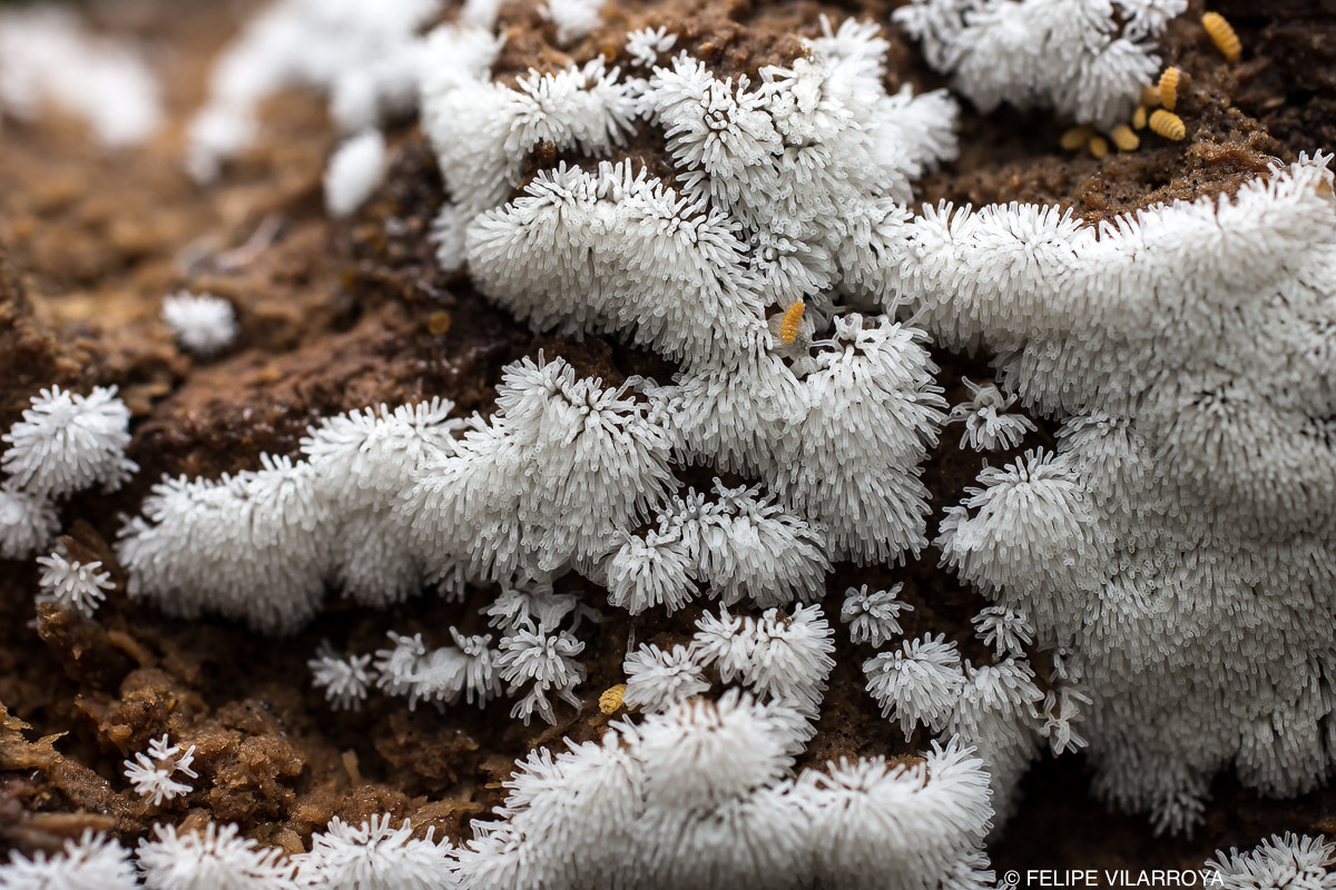 Nikon D7200 sample photo. Myxomycota ceratiomyxa fruticulosa photography