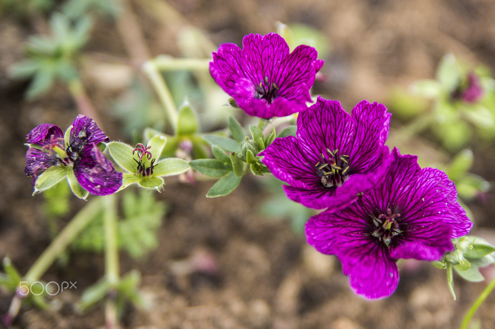 Sony ILCA-77M2 sample photo. Flower photography