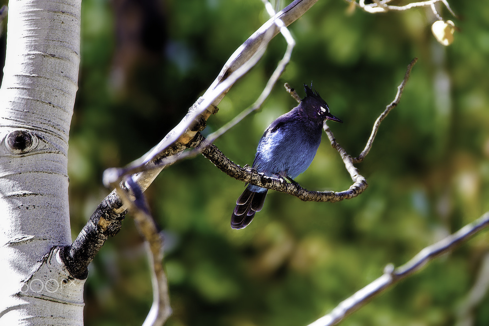 Nikon D600 + Tamron SP 150-600mm F5-6.3 Di VC USD sample photo. Stellar jay photography