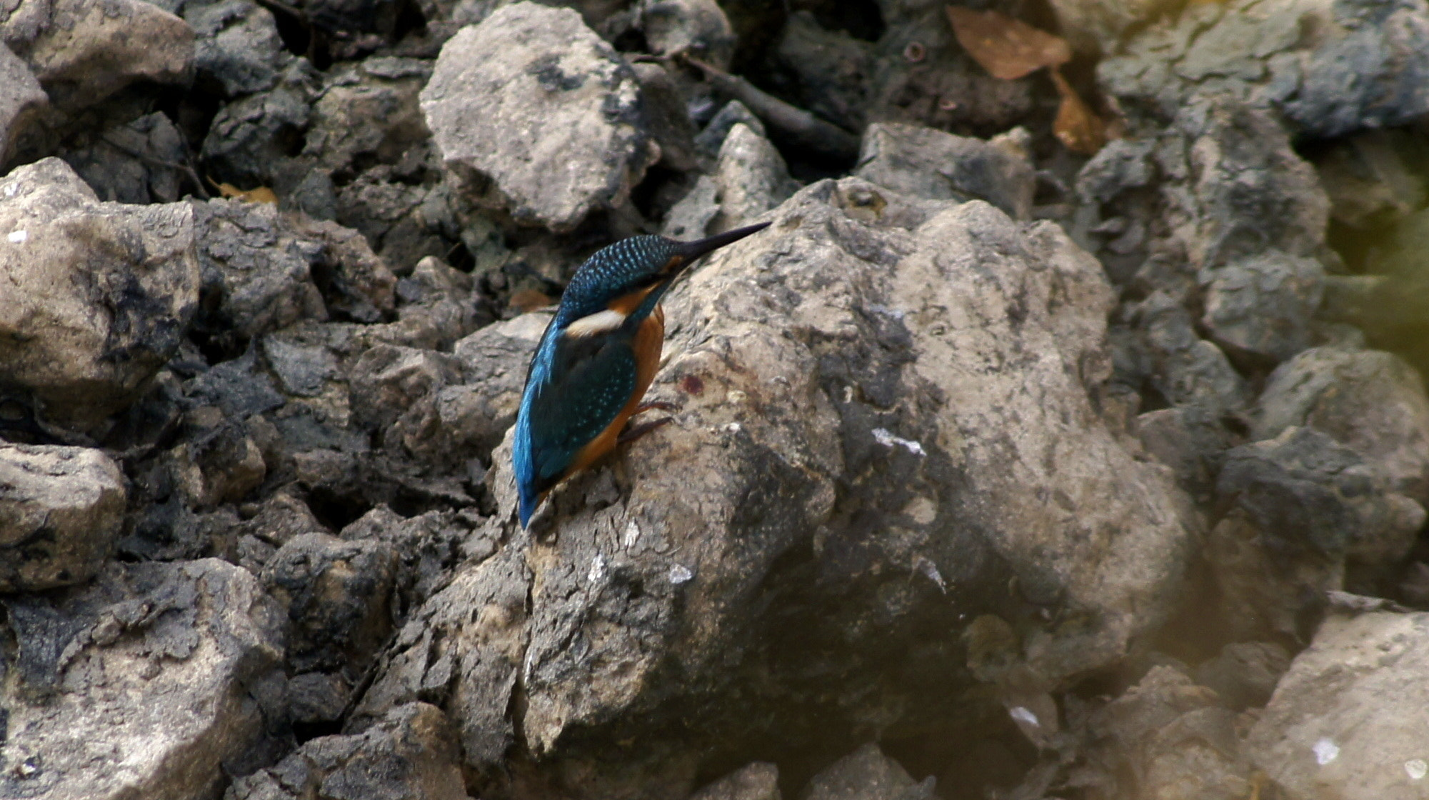 Sony DT 55-200mm F4-5.6 SAM sample photo. Kingfisher photography