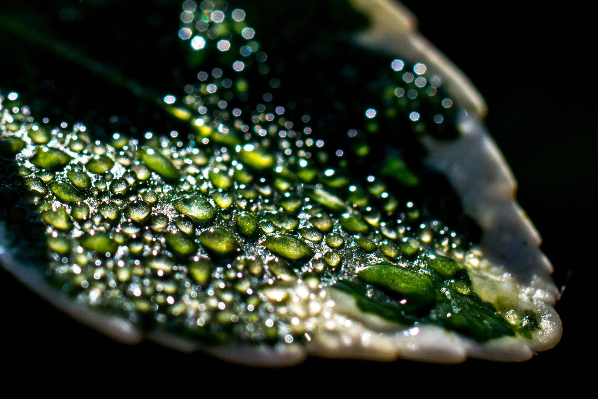 Nikon D800 + Sigma 50mm F2.8 EX DG Macro sample photo. Dew photography