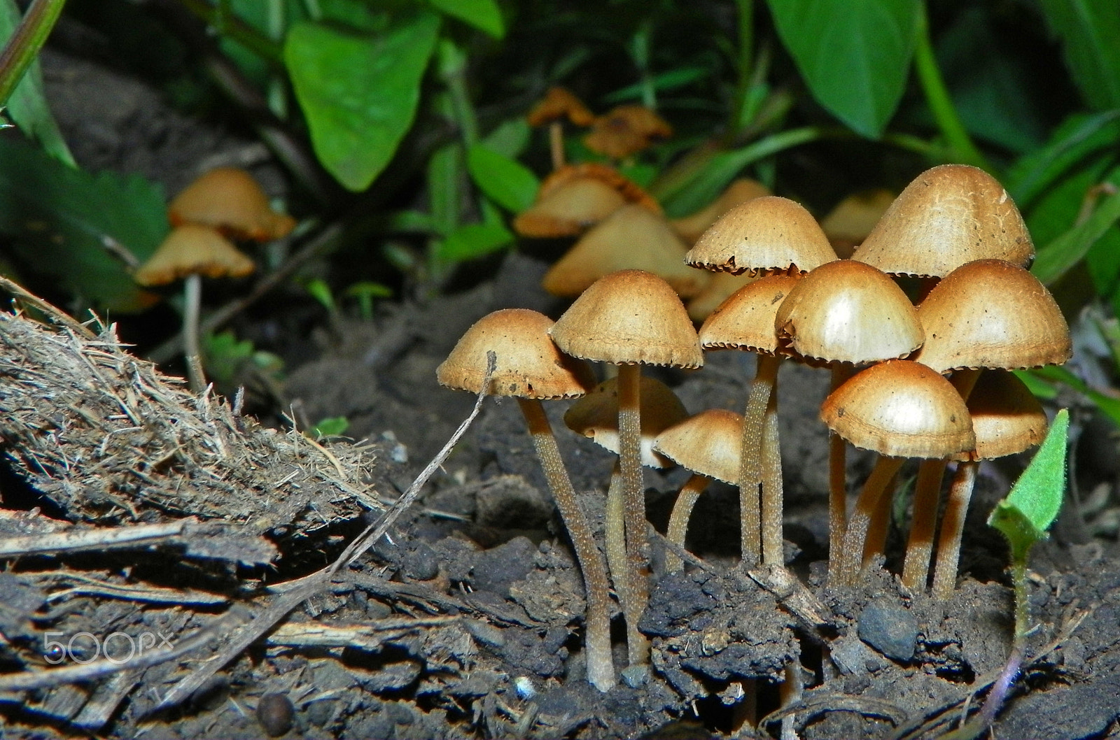 Kodak EasyShare Z981 sample photo. Fungus forrest photography