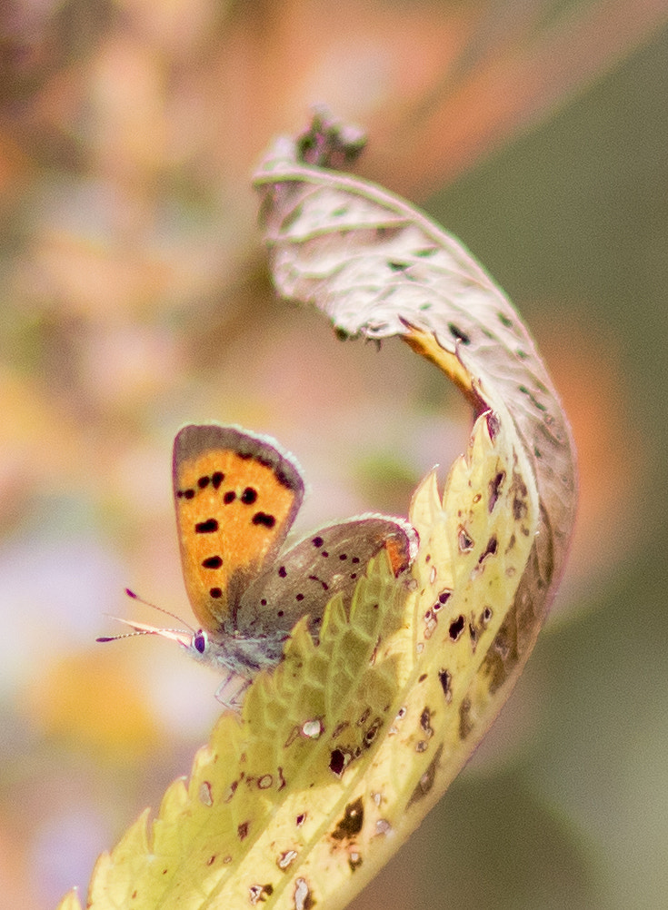 Canon EOS 760D (EOS Rebel T6s / EOS 8000D) sample photo. Small butterfly photography