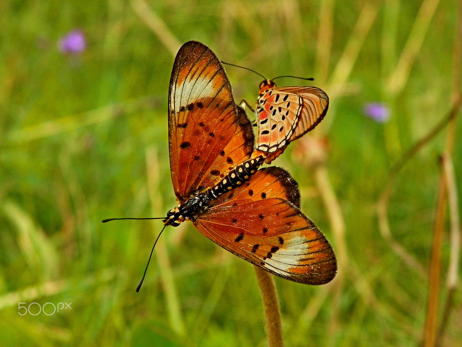 Kodak EasyShare Z981 sample photo. Butterfly love photography