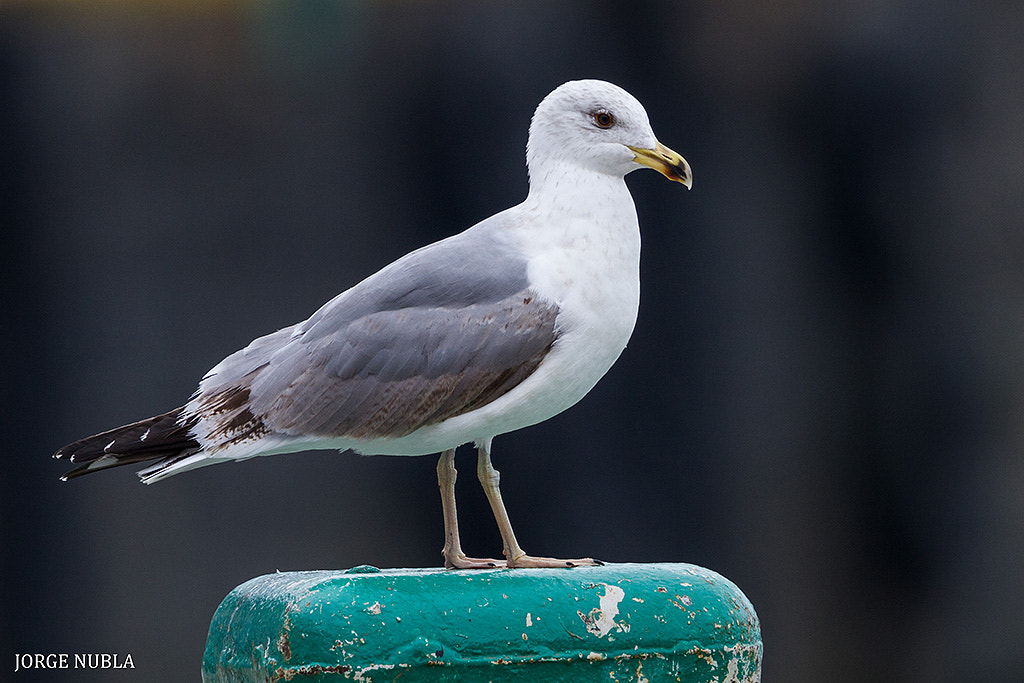 Canon EF 500mm F4L IS II USM sample photo. Gaviota patiamarilla (larus michahellis). photography