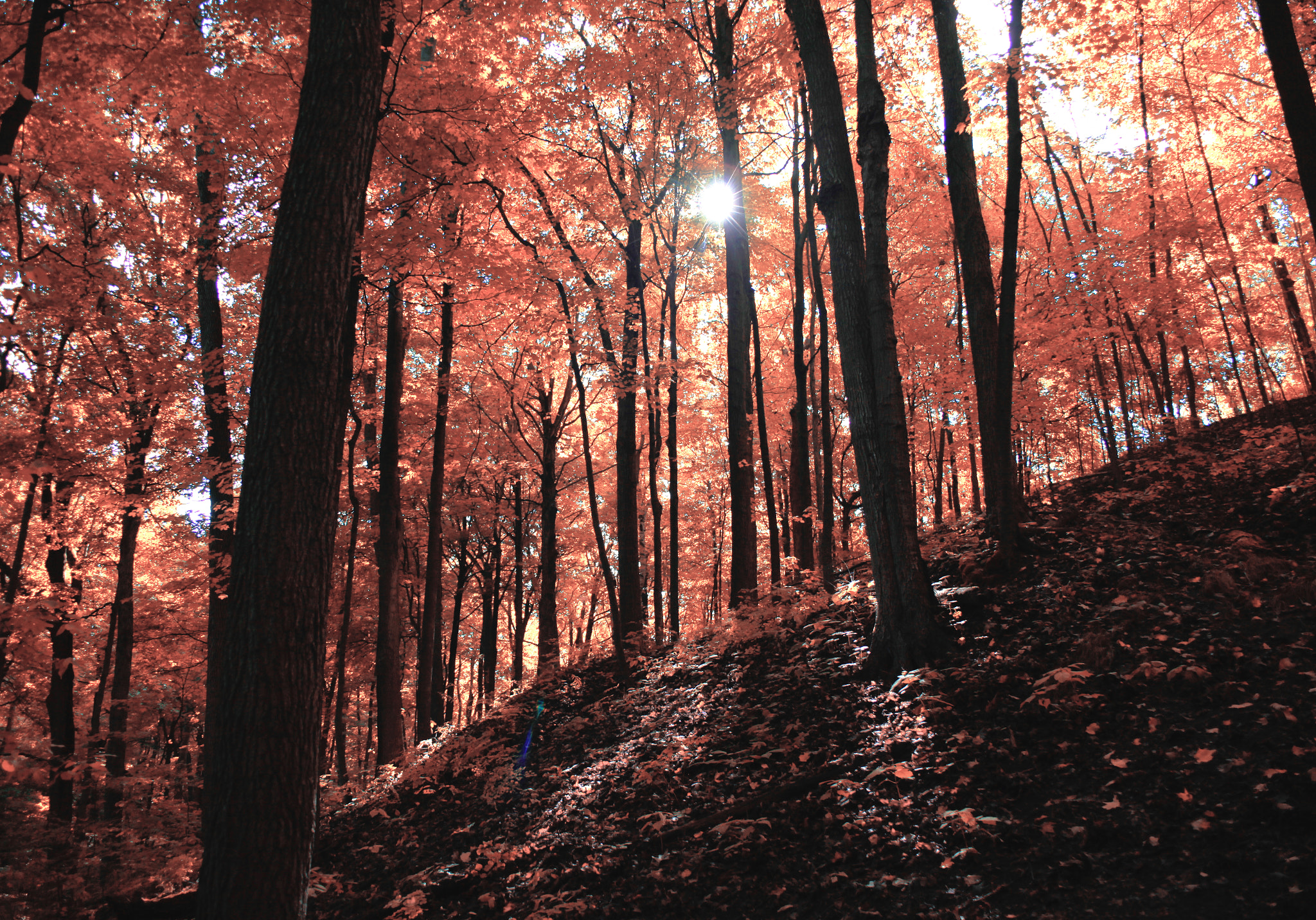 Canon EF 28-80mm f/3.5-5.6 USM IV sample photo. Forest diaries photography