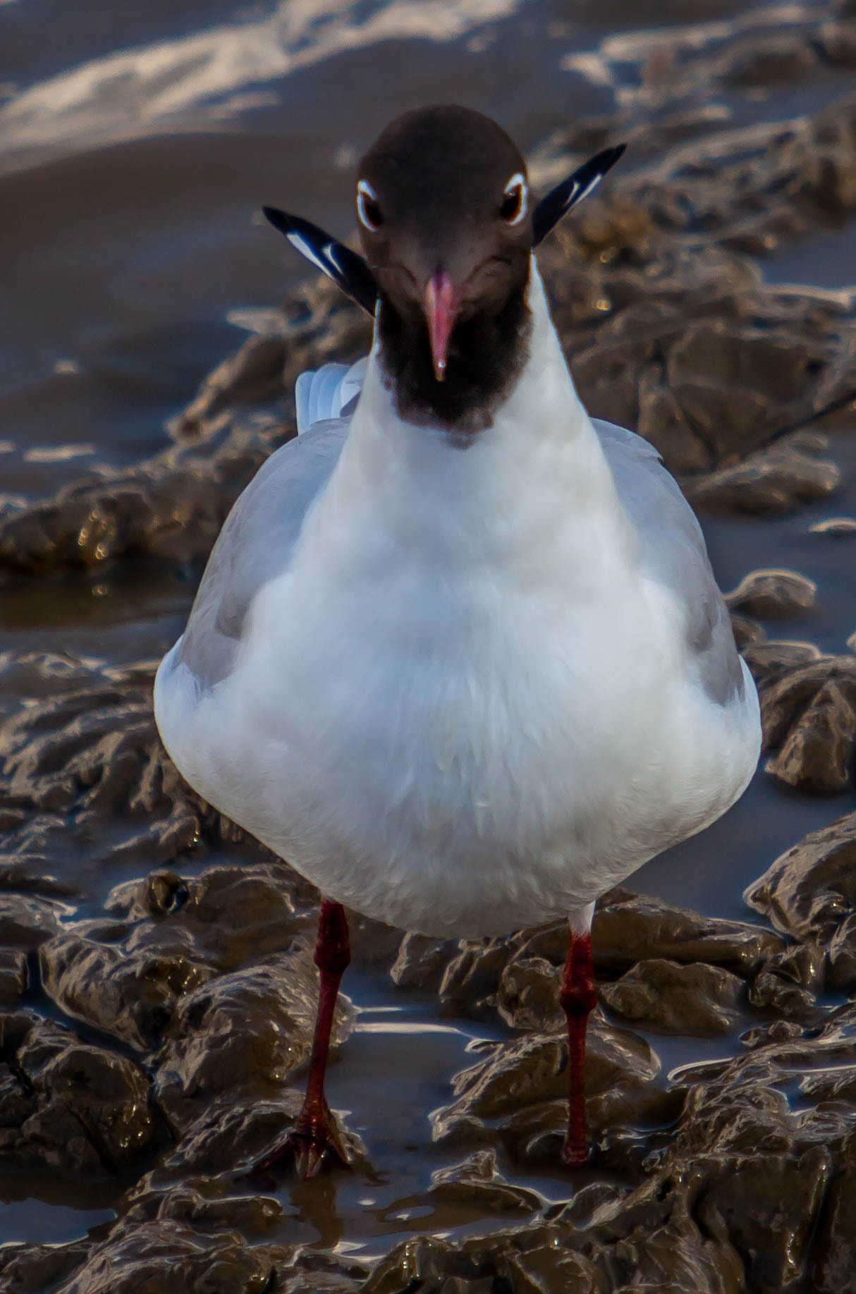 Canon EF 70-200mm F2.8L IS USM sample photo. Img photography