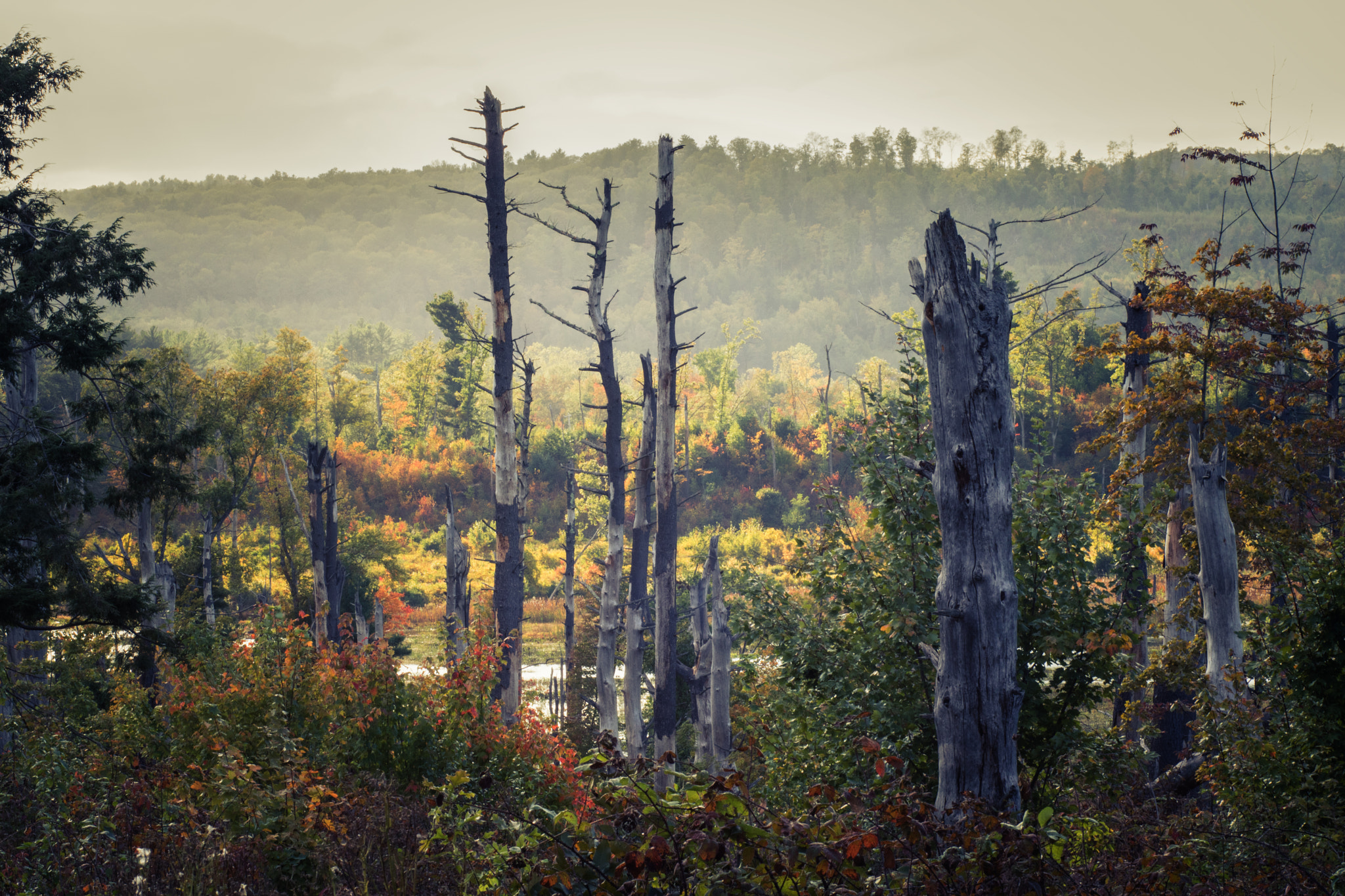 Canon EOS 760D (EOS Rebel T6s / EOS 8000D) sample photo. Swamp photography