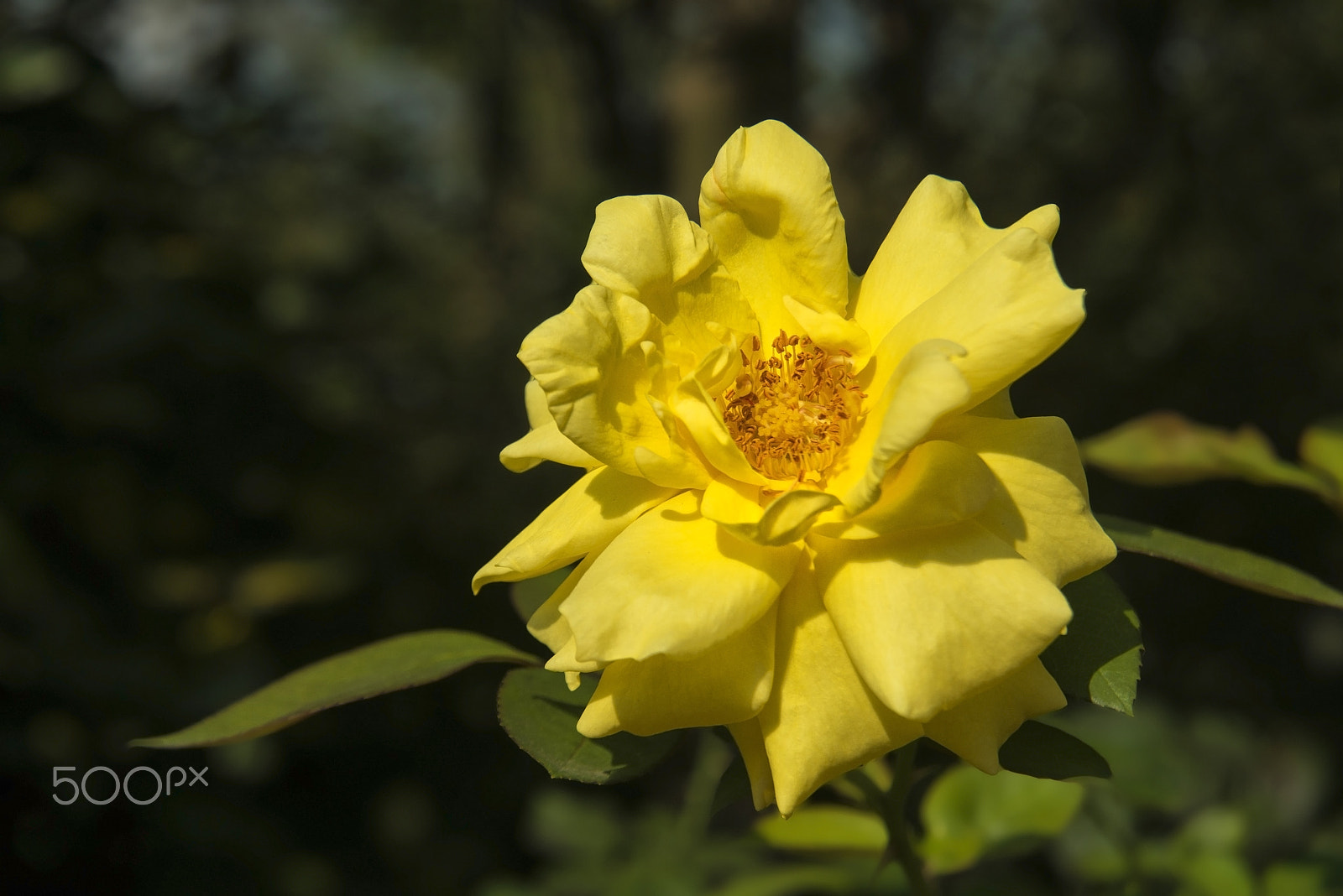 Nikon D800E sample photo. Sarı gül (yellow rose) photography