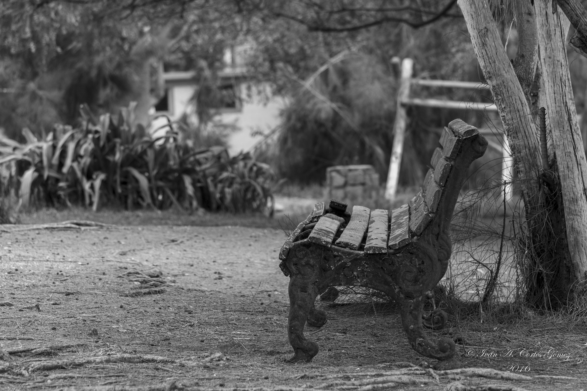 Canon EF-S 55-250mm F4-5.6 IS STM sample photo. Soledad photography