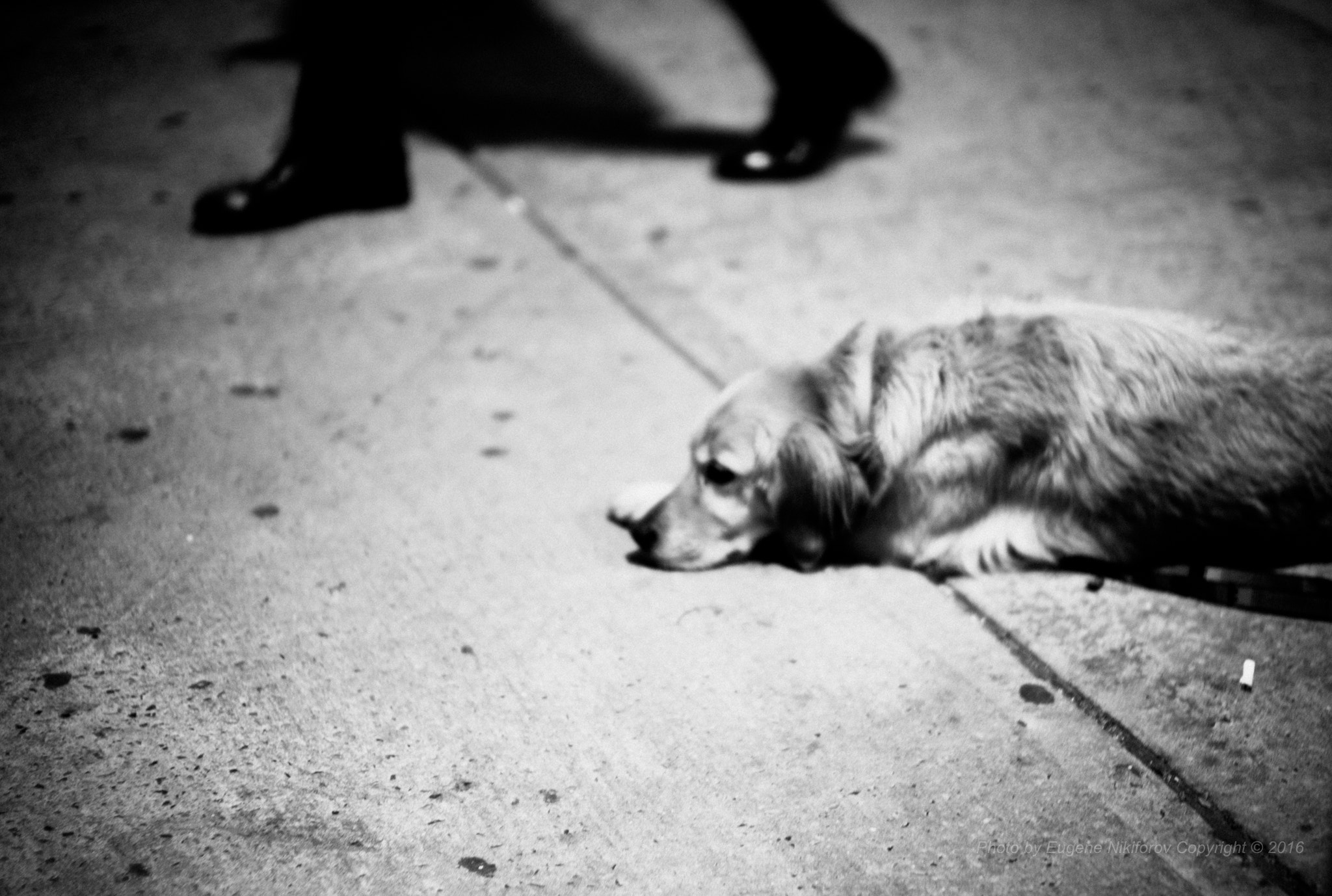 Leica M8 sample photo. Dog's dreams photography