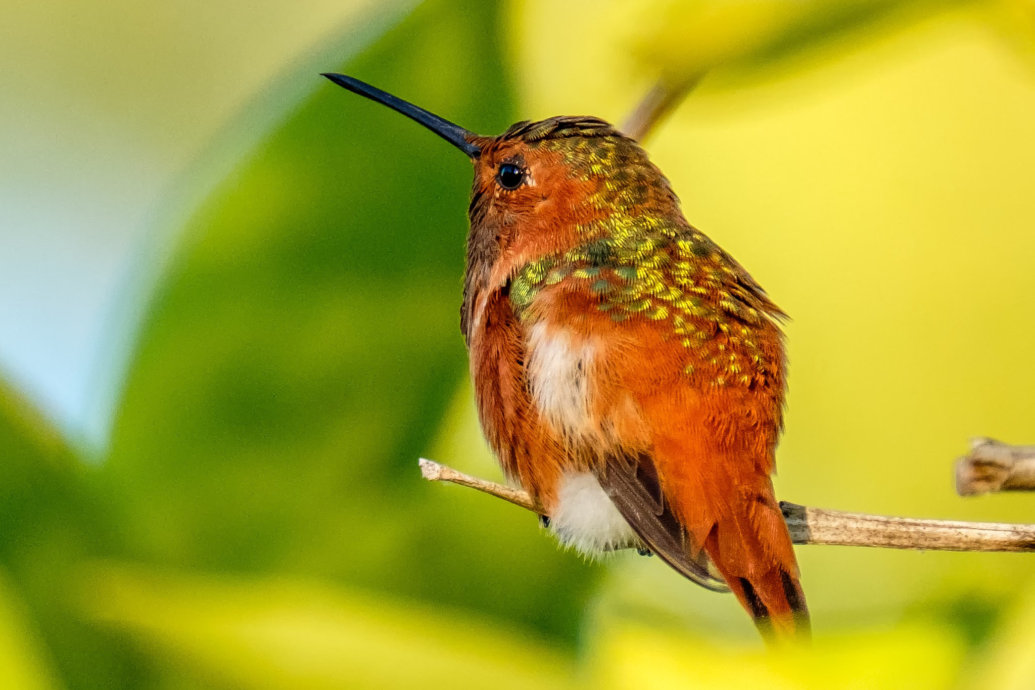 Fujifilm X-T2 sample photo. A beauty hummingbird photography