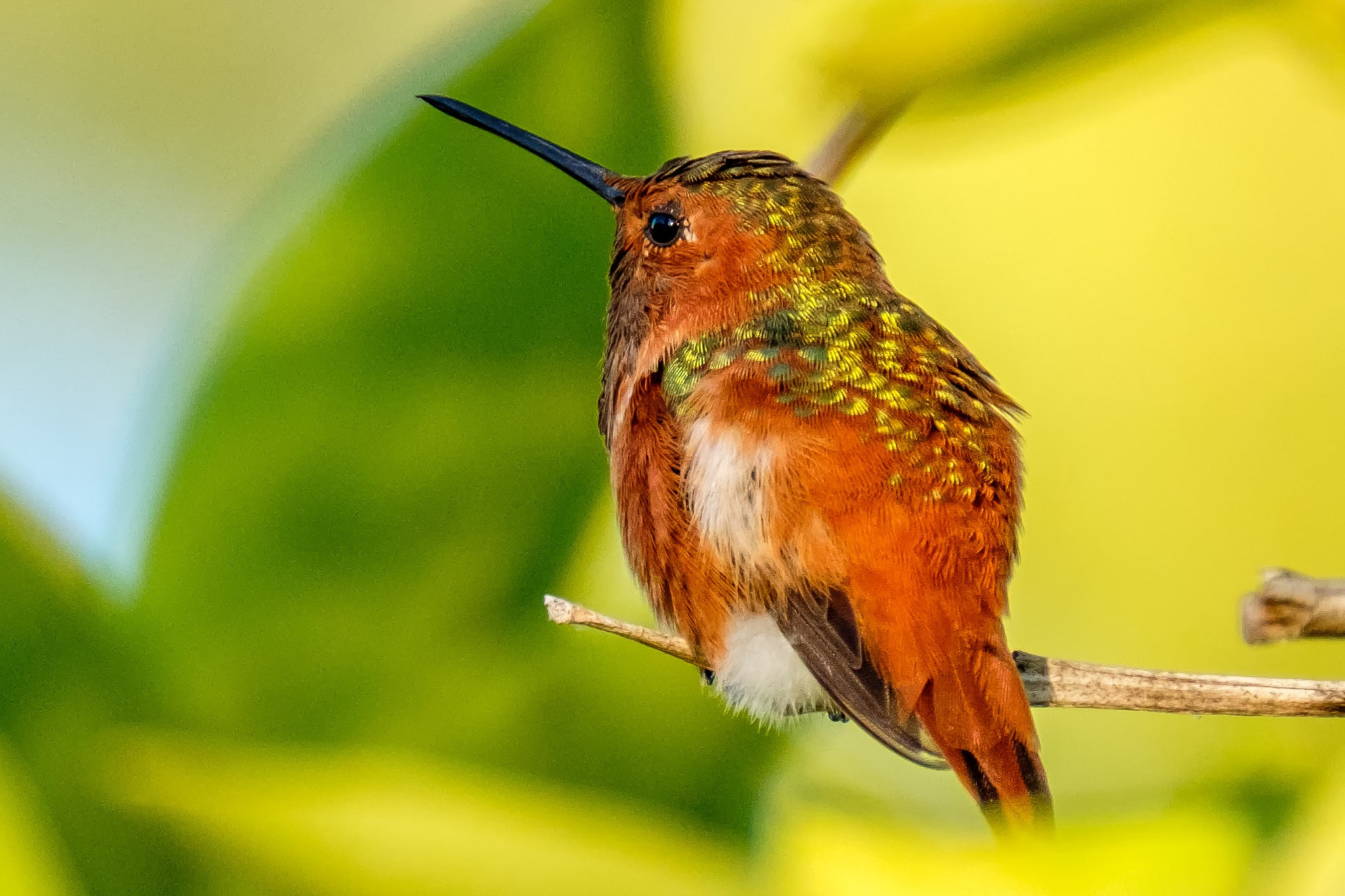 XF100-400mmF4.5-5.6 R LM OIS WR + 1.4x sample photo. A beauty hummingbird photography