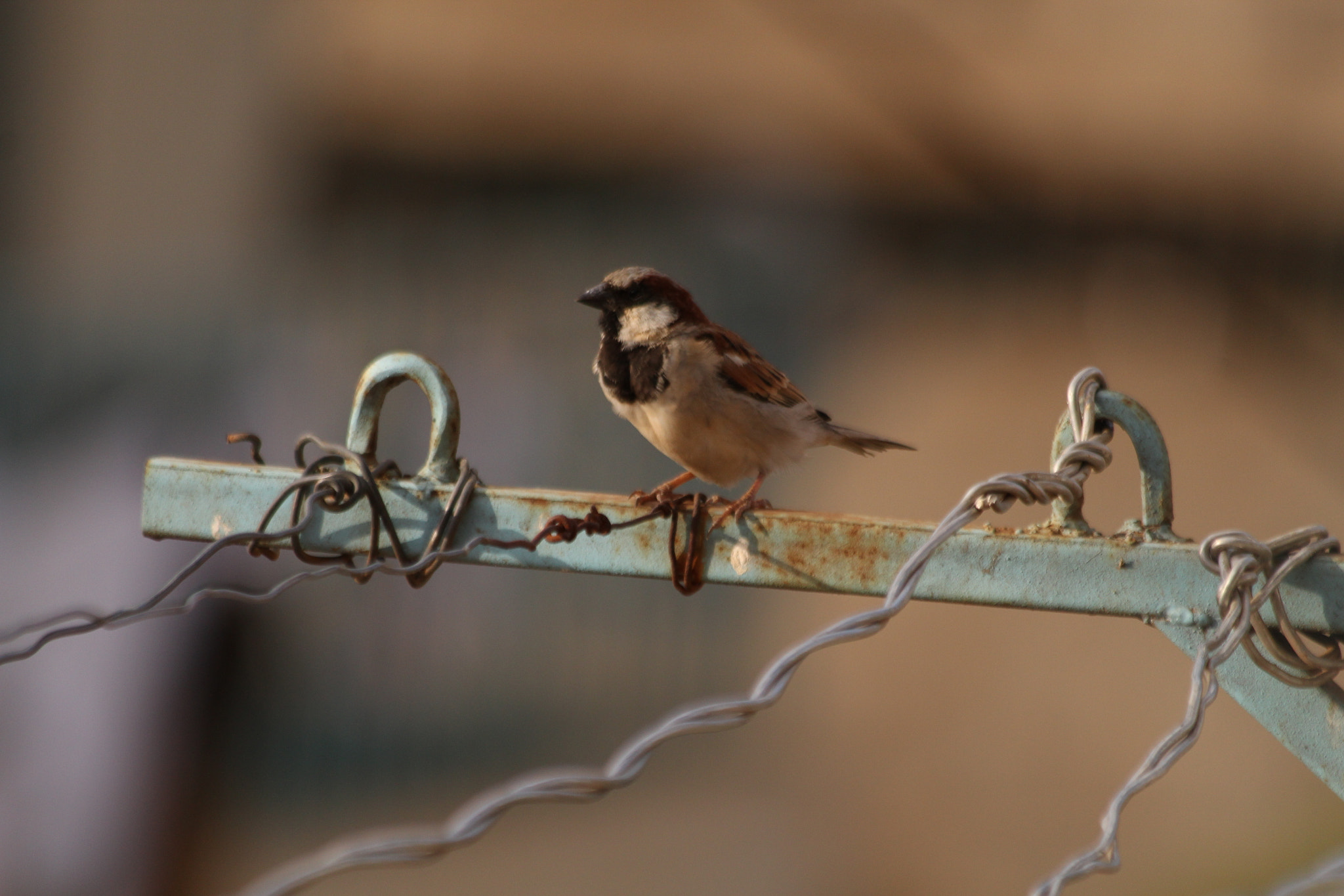 Canon EF 70-300mm F4-5.6 IS USM sample photo