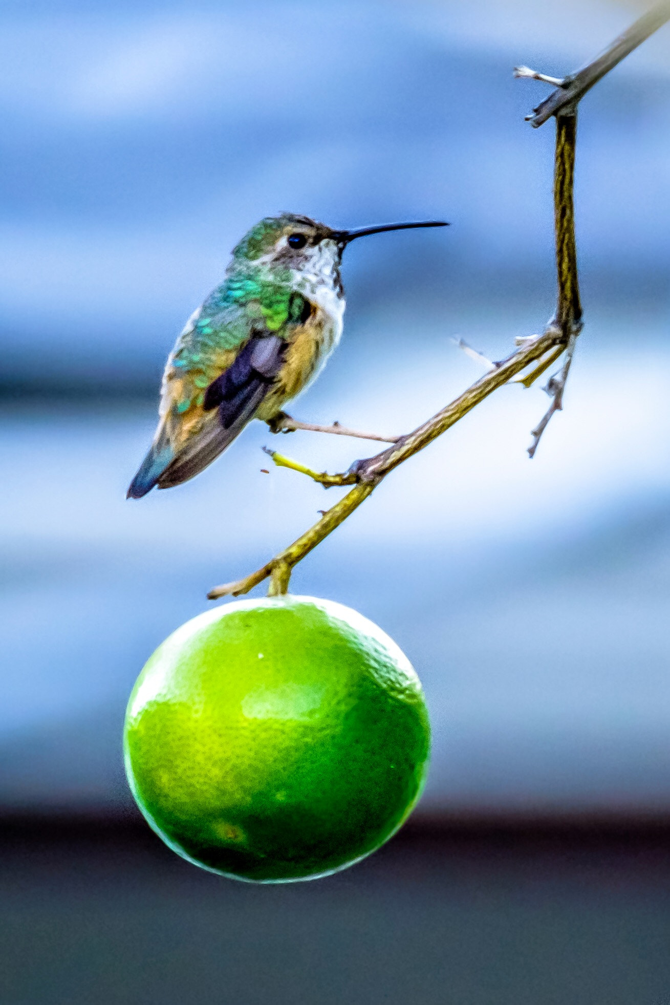 XF100-400mmF4.5-5.6 R LM OIS WR + 1.4x sample photo. A beautiful hummingbird photography