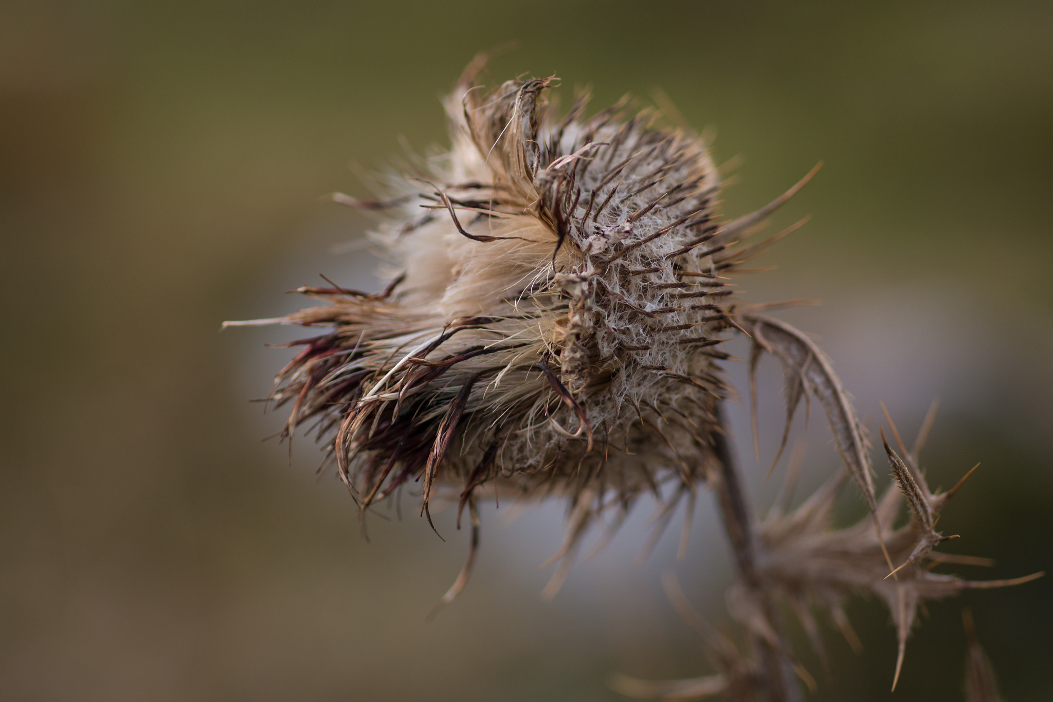 Sigma 50mm f/1.4 EX DG HSM + 1.4x sample photo. Waiting for winter ... photography