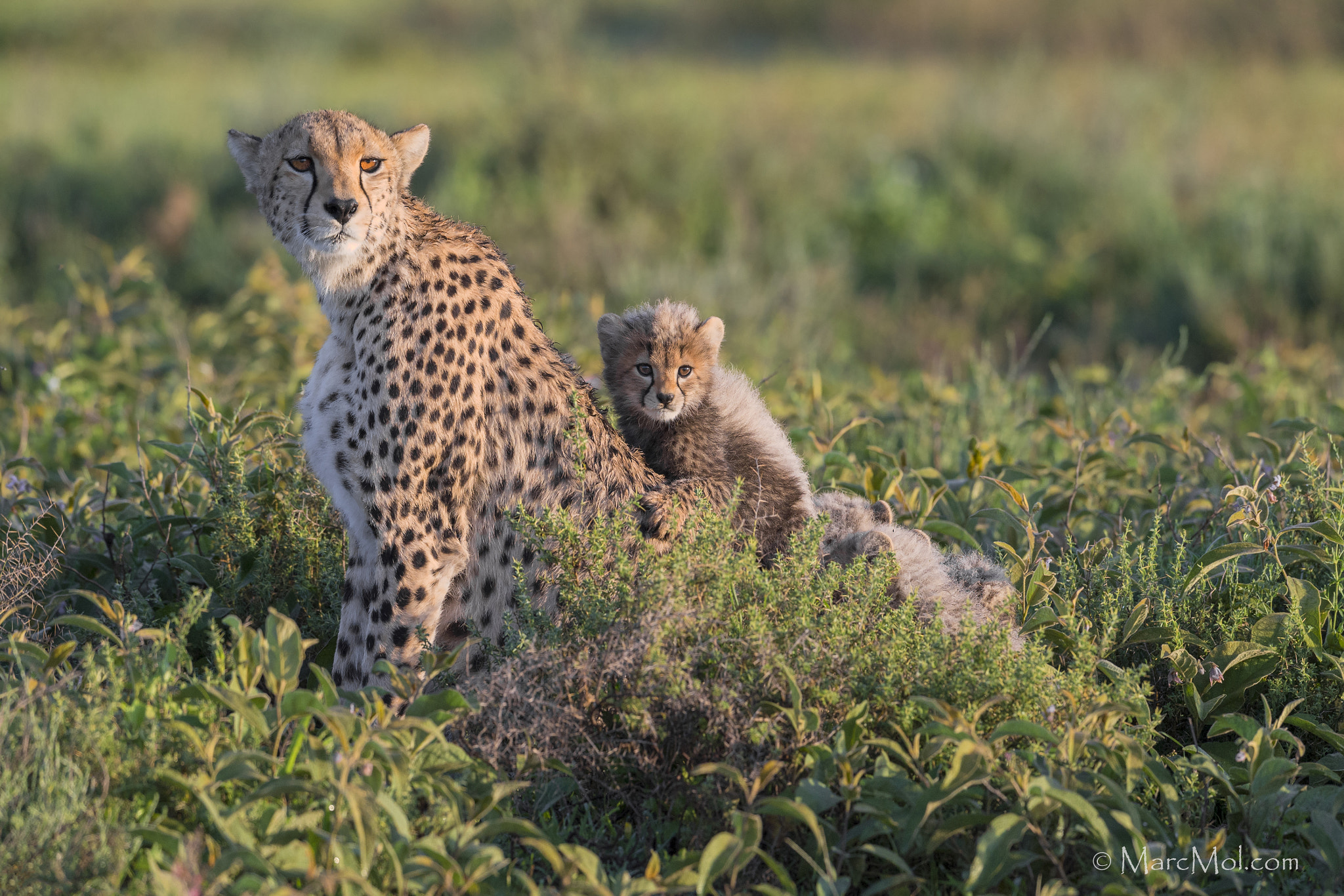 Nikon D4S + Nikon AF-S Nikkor 500mm F4G ED VR sample photo. Mother and son photography