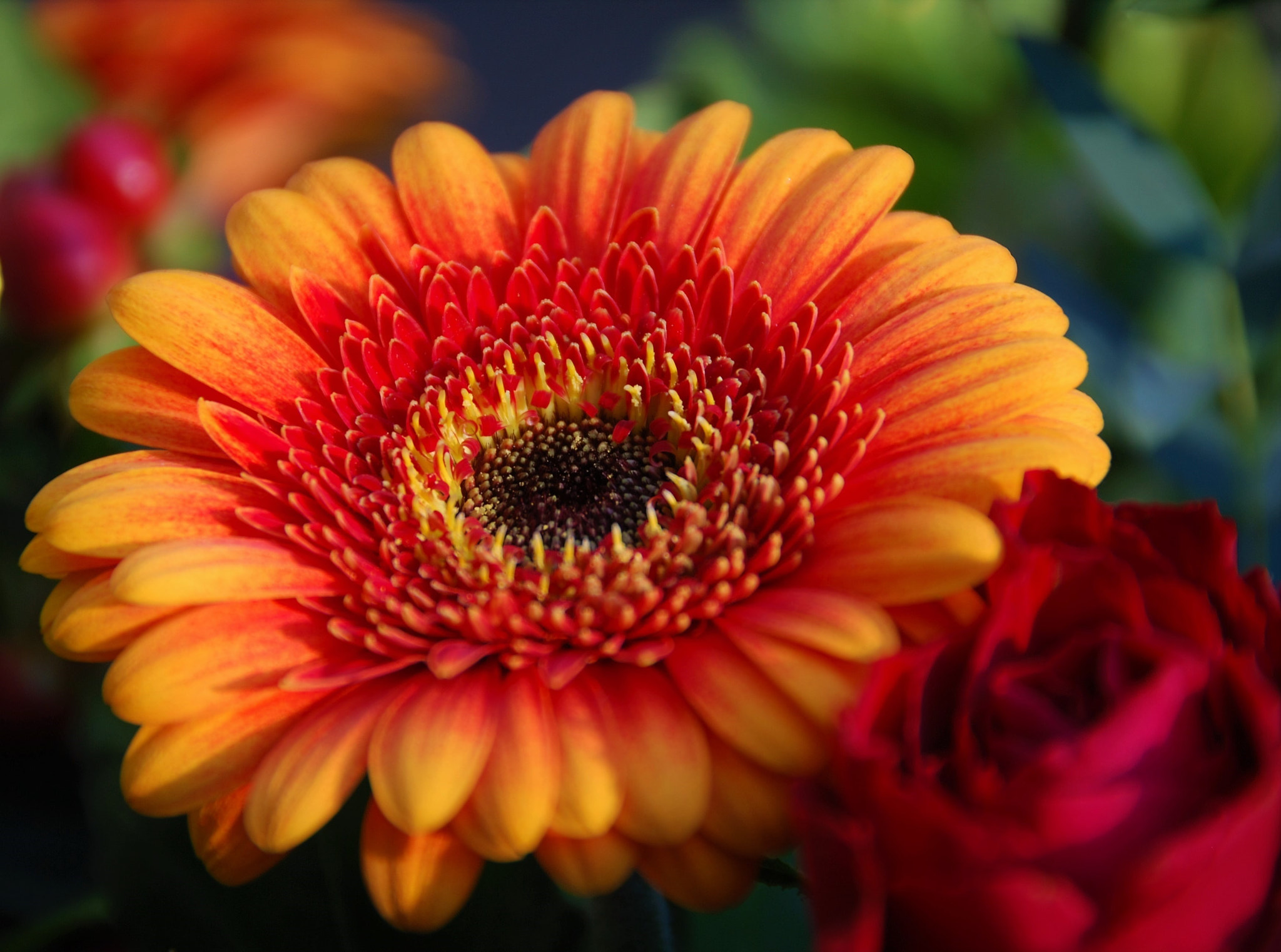 Nikon D60 sample photo. Gerbera on colorfull background photography
