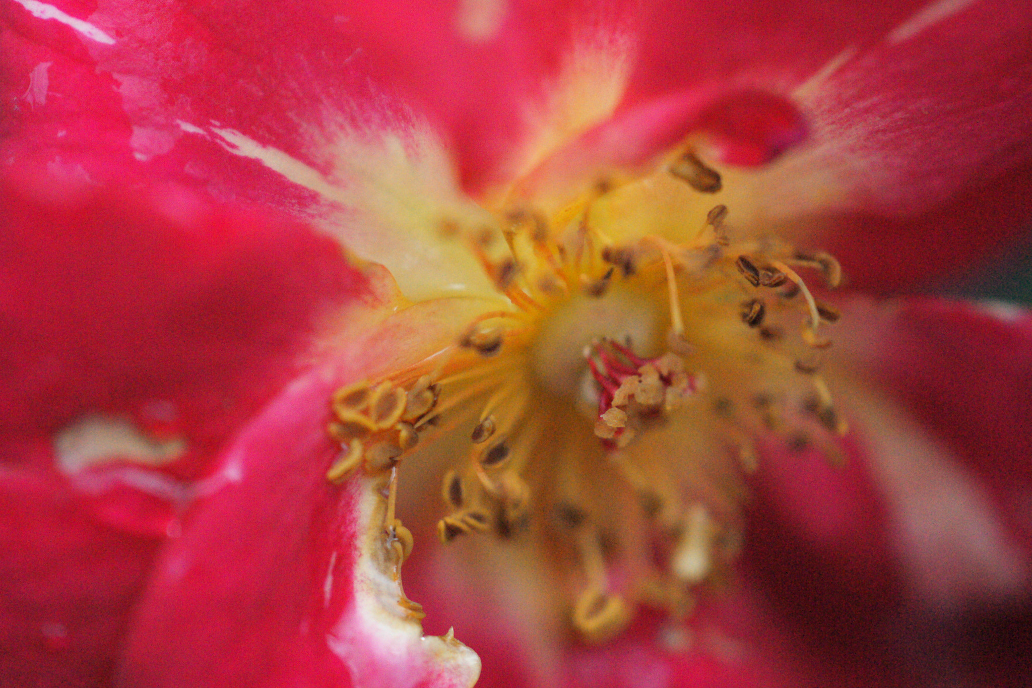Sony Alpha DSLR-A900 + Sony 50mm F2.8 Macro sample photo. The heart of red flower photography