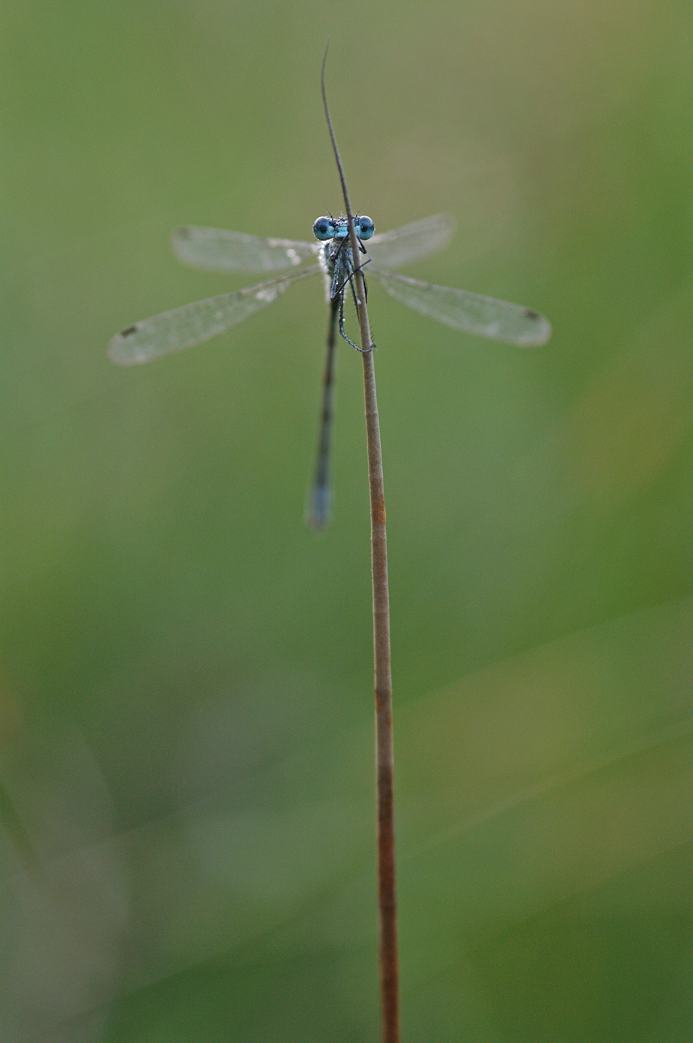 Pentax K-7 sample photo. Agrion photography