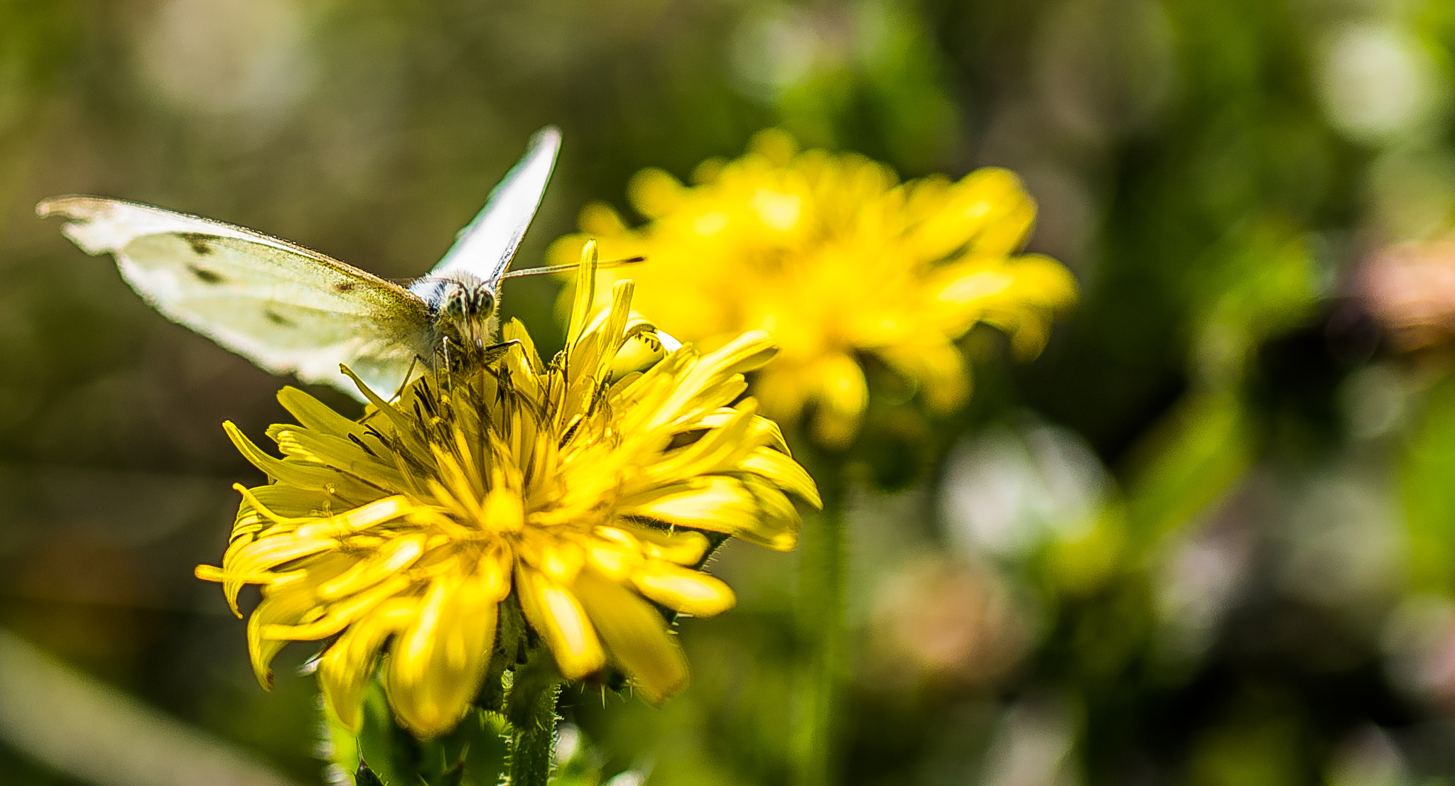 Nikon D750 + Sigma 50mm F2.8 EX DG Macro sample photo. Papillon photography