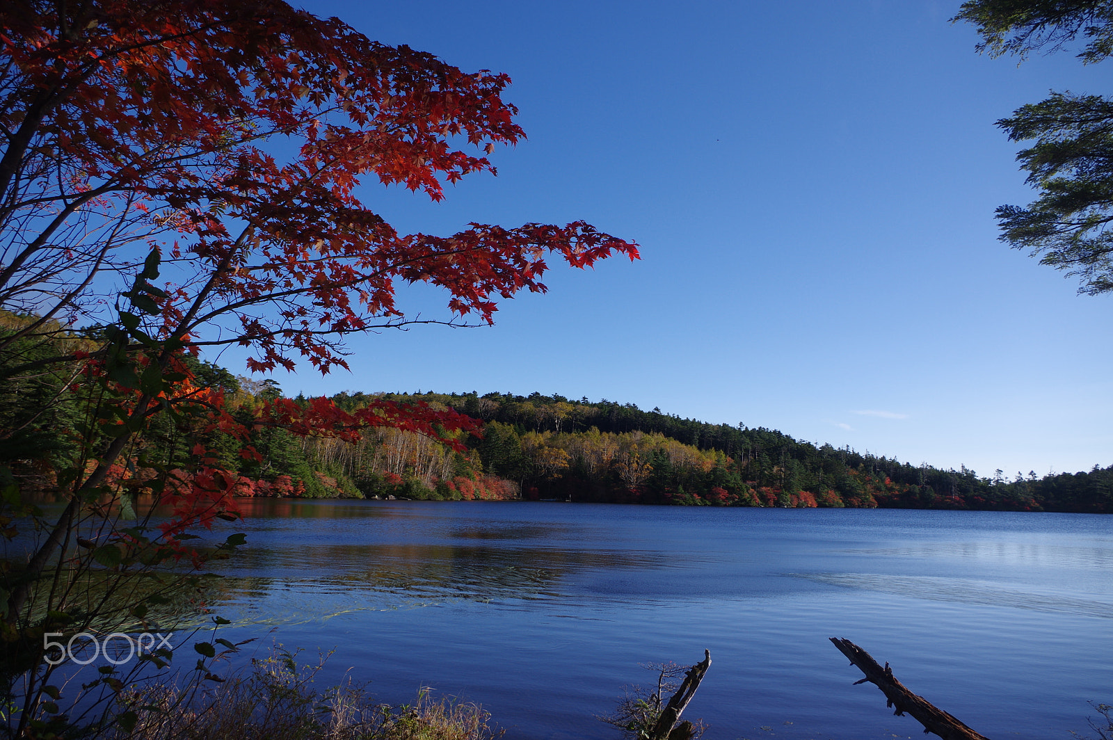 smc PENTAX-DA L 18-55mm F3.5-5.6 sample photo. Autumn leaves at an altitude of 2115m photography