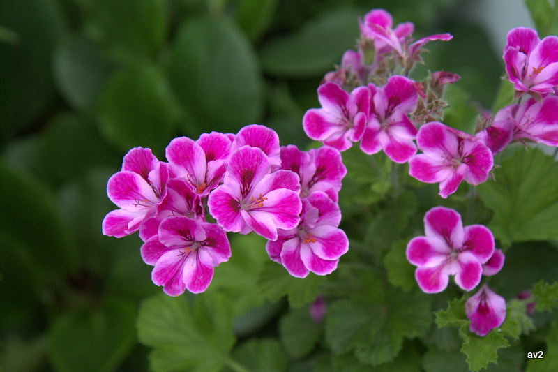 Canon EF-S 17-55mm F2.8 IS USM sample photo. Img photography