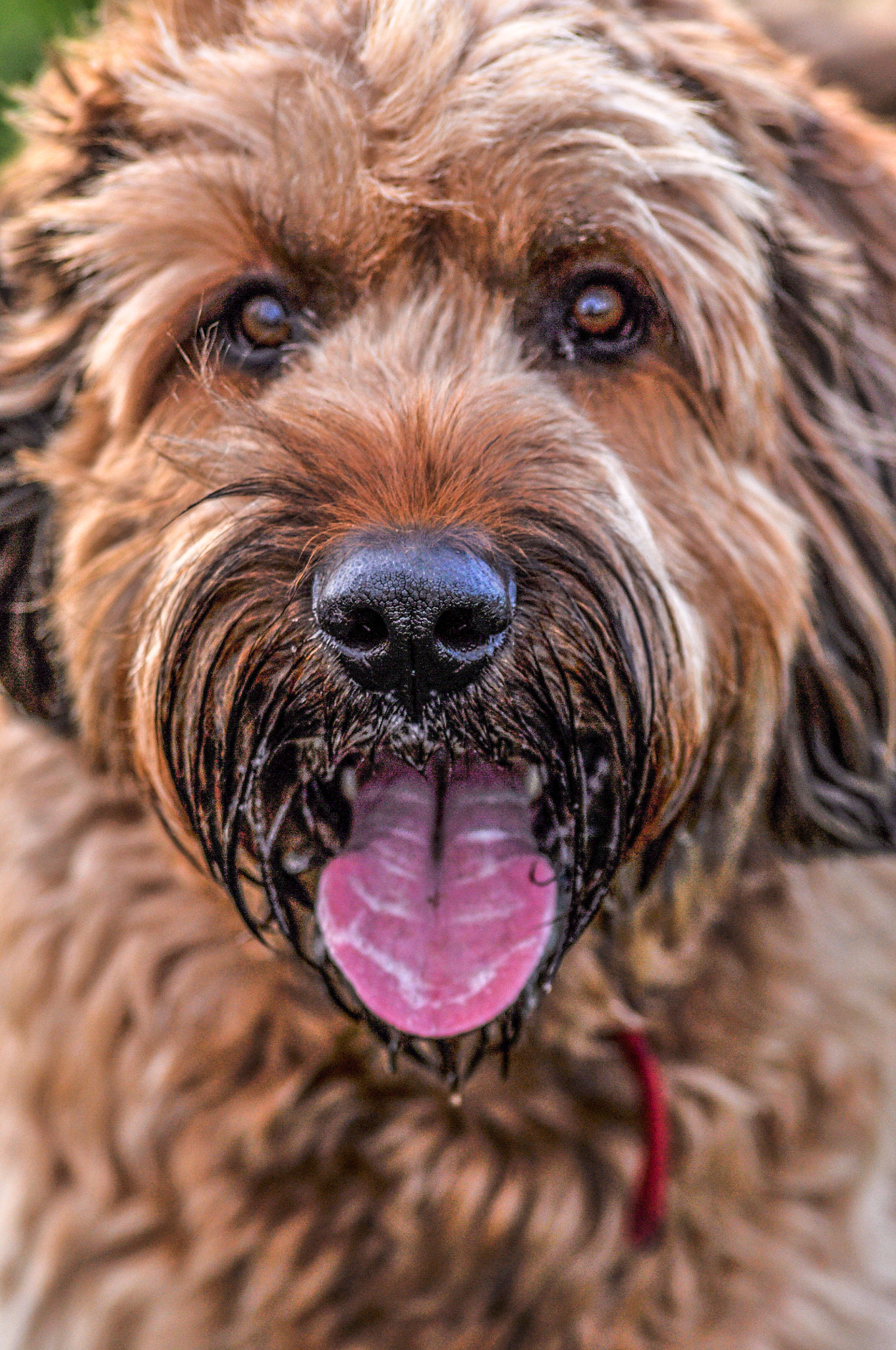 Sigma 70-300mm F4-5.6 APO DG Macro sample photo. Good dog photography