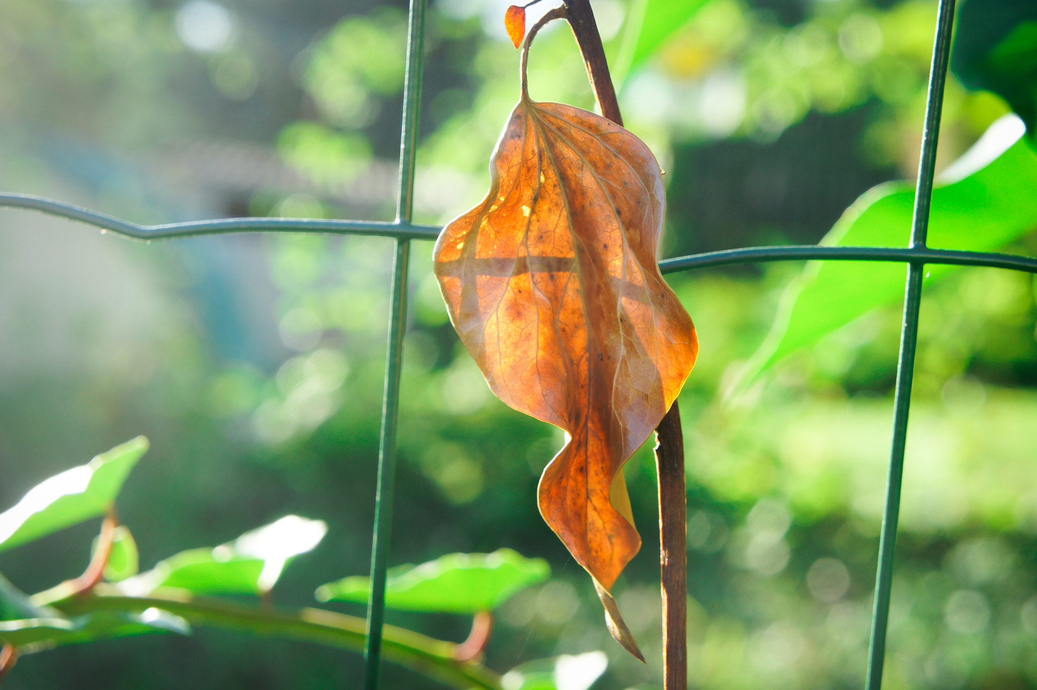 Sony Alpha NEX-3 + Sony E 18-55mm F3.5-5.6 OSS sample photo. Be where you're irreplaceable ! photography