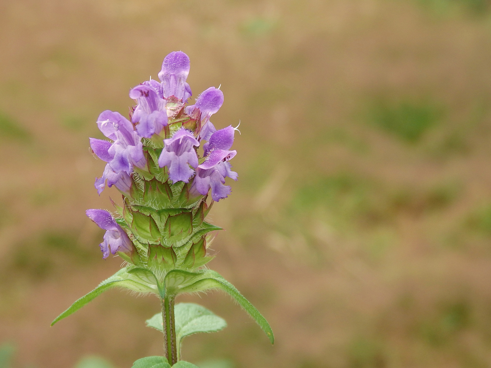 Olympus SZ-17 sample photo. Flor silvestre photography