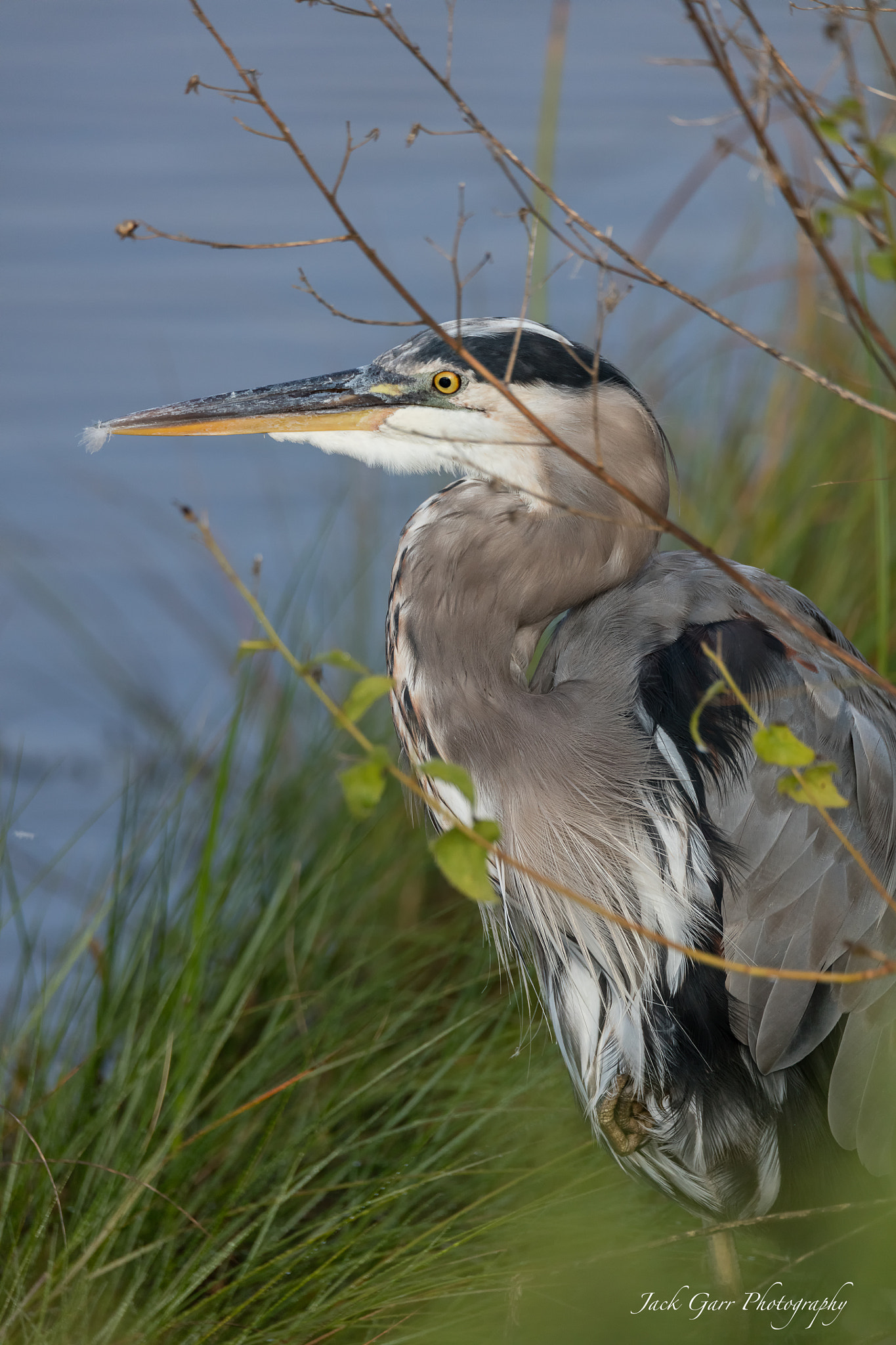 Canon EOS 5DS sample photo. Great blue heron resting in grasslands photography