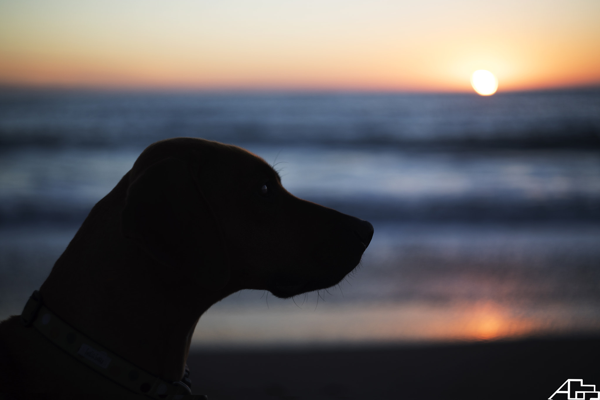 Canon EF 35-80mm f/4-5.6 sample photo. Rhodesian ridgeback。 photography