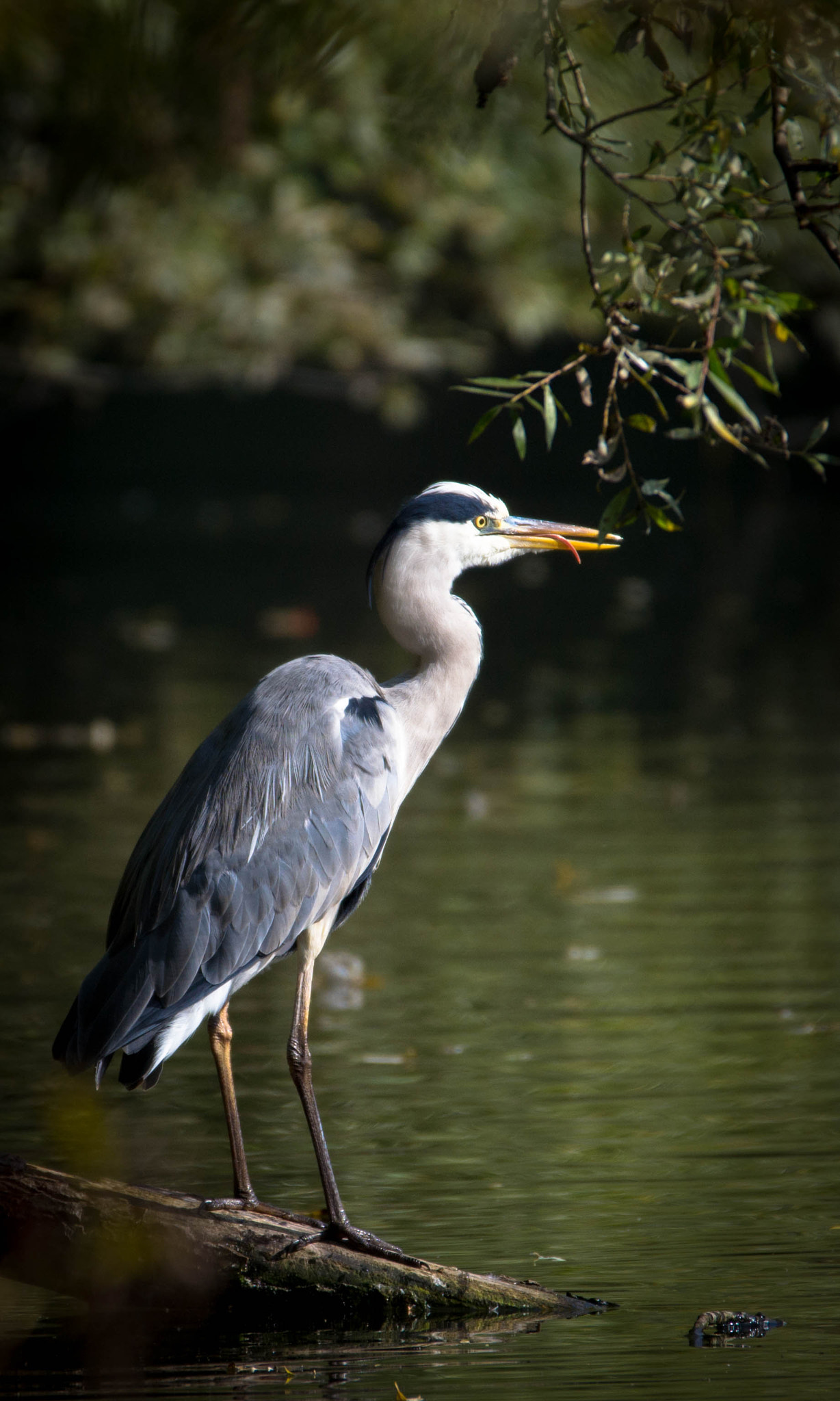 Sigma 120-400mm F4.5-5.6 DG OS HSM sample photo. Dsc photography