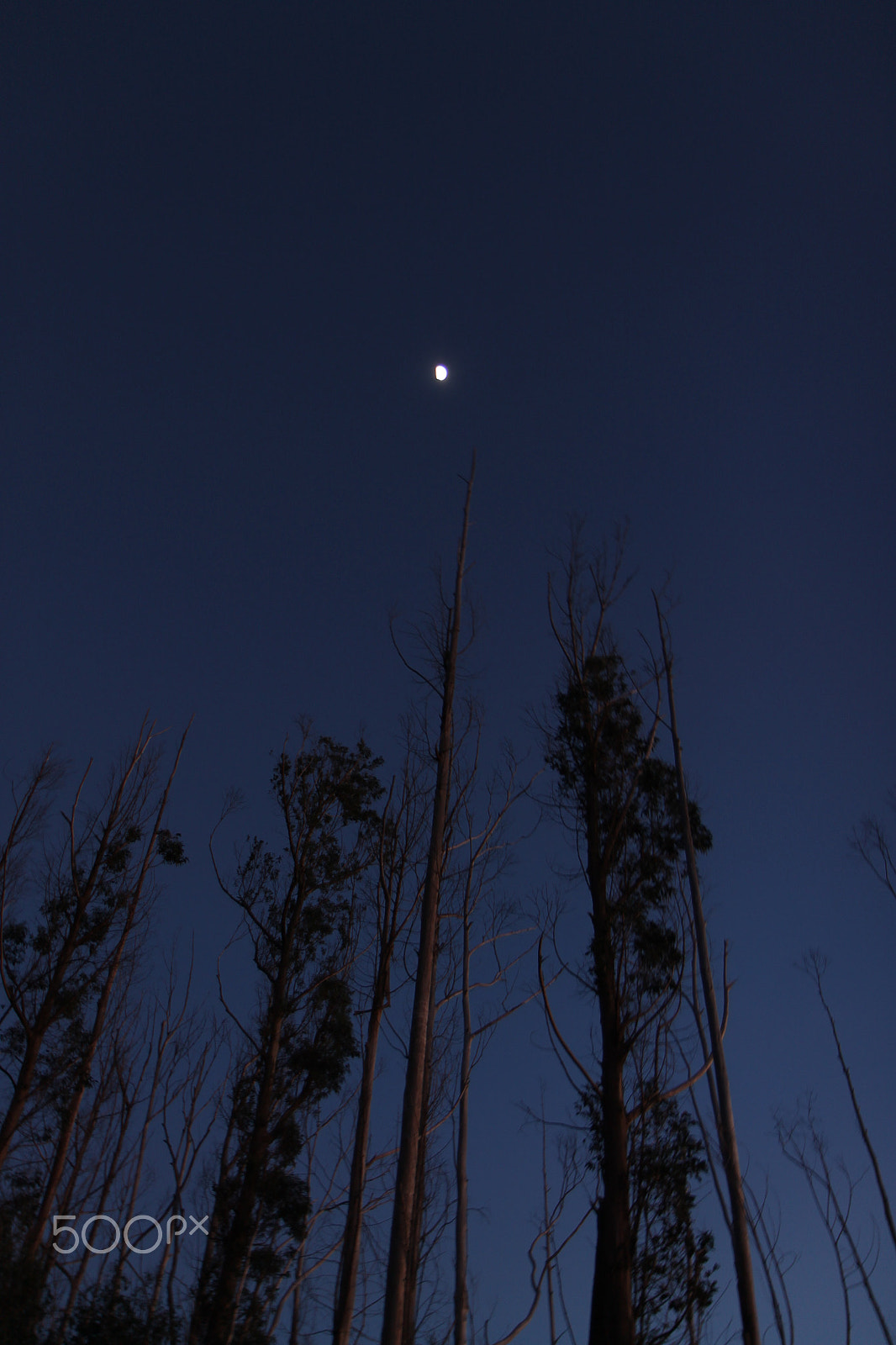 Canon EF-S 17-55mm F2.8 IS USM sample photo. Madeira island photography