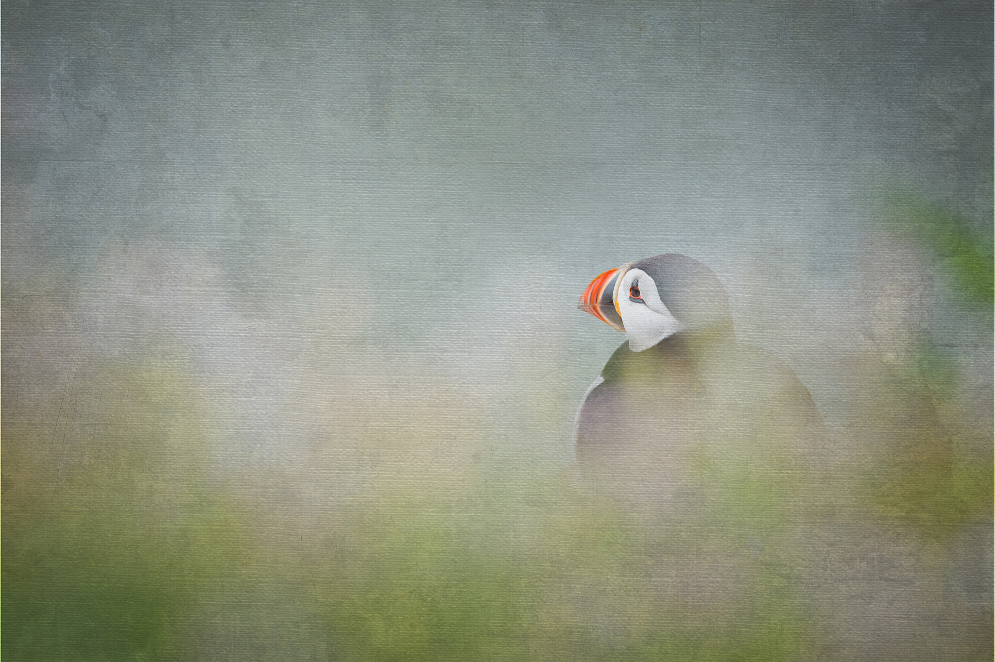 Nikon D4S + Nikon AF-S Nikkor 300mm F4D ED-IF sample photo. Textured puffin photography