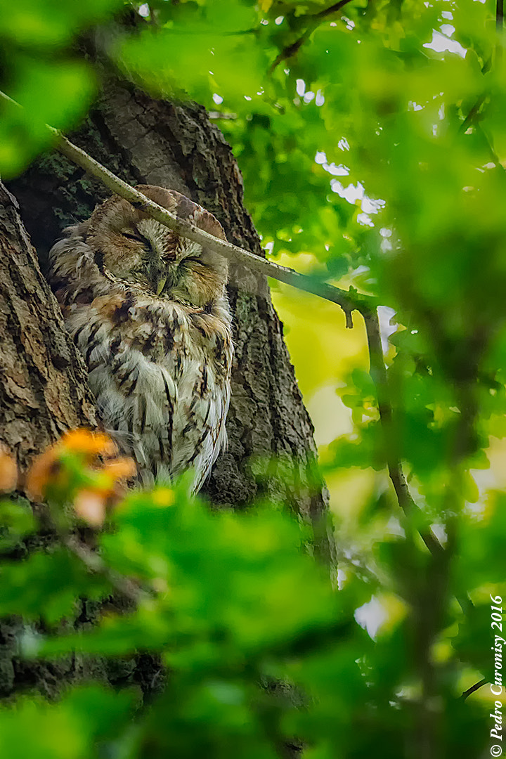 Olympus OM-D E-M1 + OLYMPUS M.300mm F4.0 sample photo. Cárabo común photography