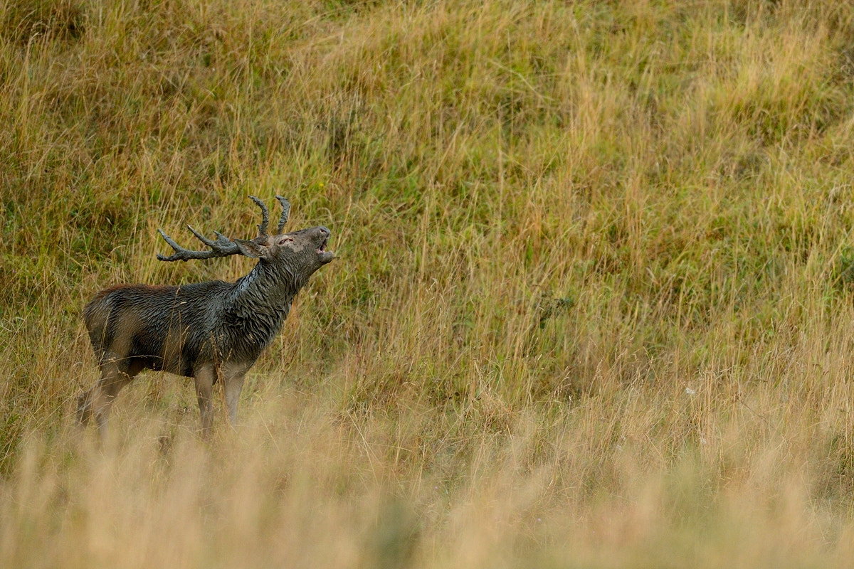Nikon D4 + Nikon AF-S Nikkor 500mm F4G ED VR sample photo. Make up photography