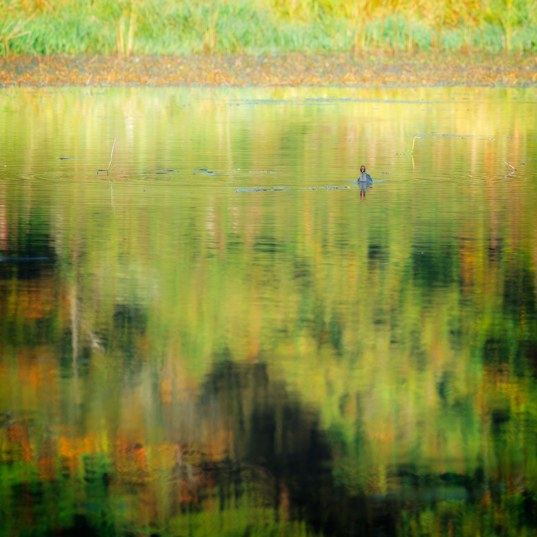 Nikon D800 sample photo. Moorhen on pond photography