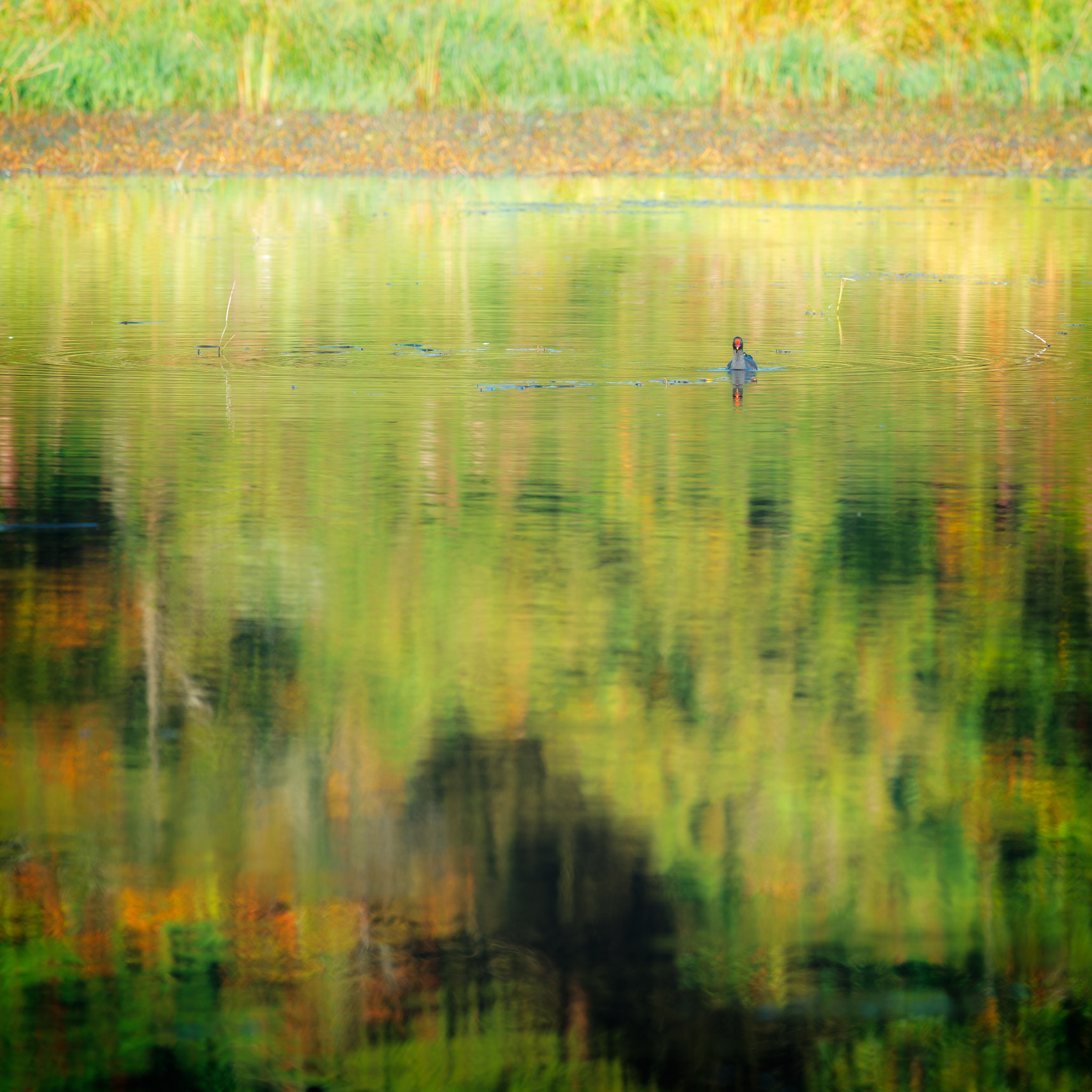 Nikon D800 + Nikon AF-S Nikkor 300mm F4D ED-IF sample photo. Moorhen on pond photography