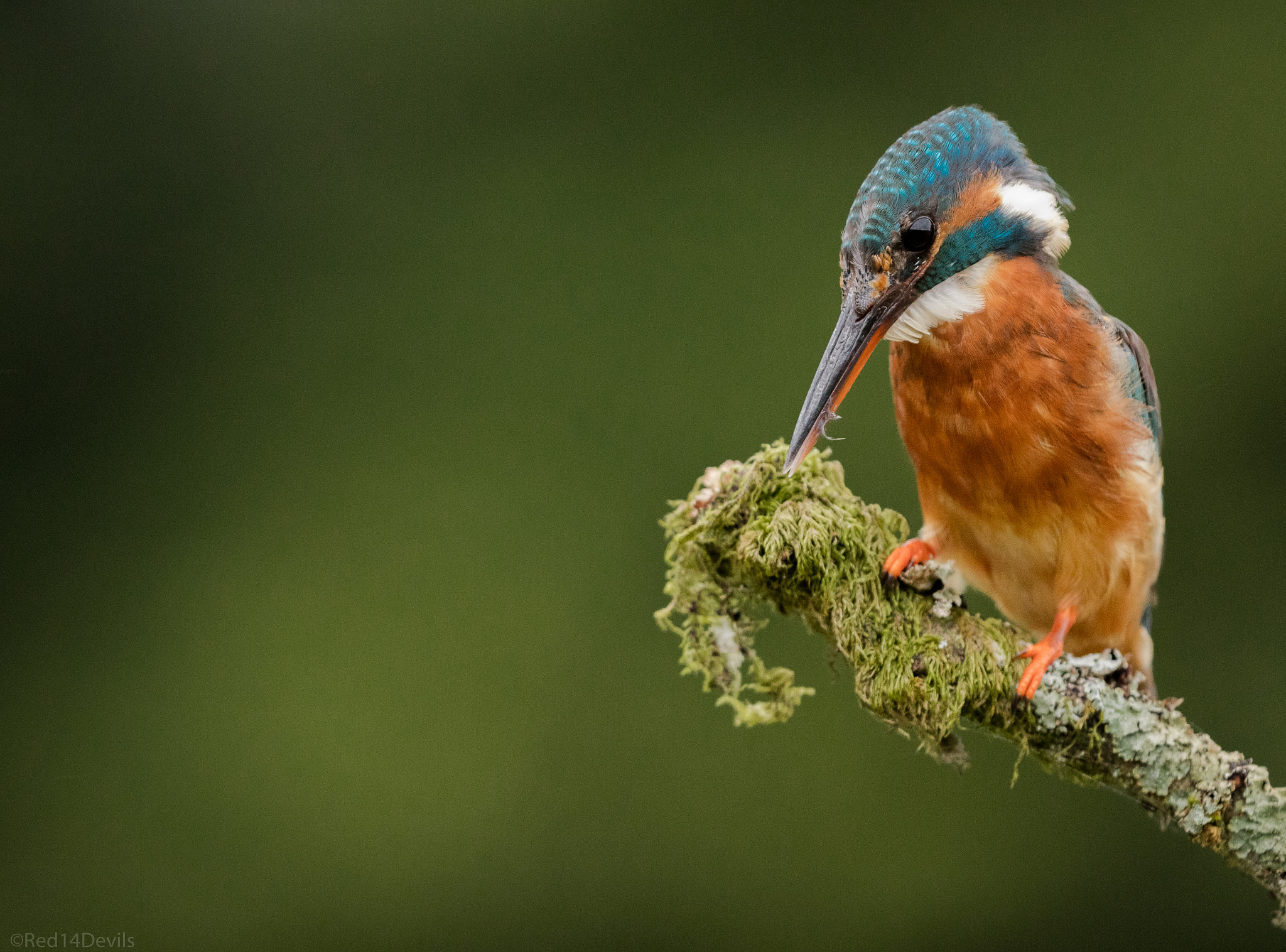 Canon EOS 5DS + Canon EF 200-400mm F4L IS USM Extender 1.4x sample photo. The queen photography