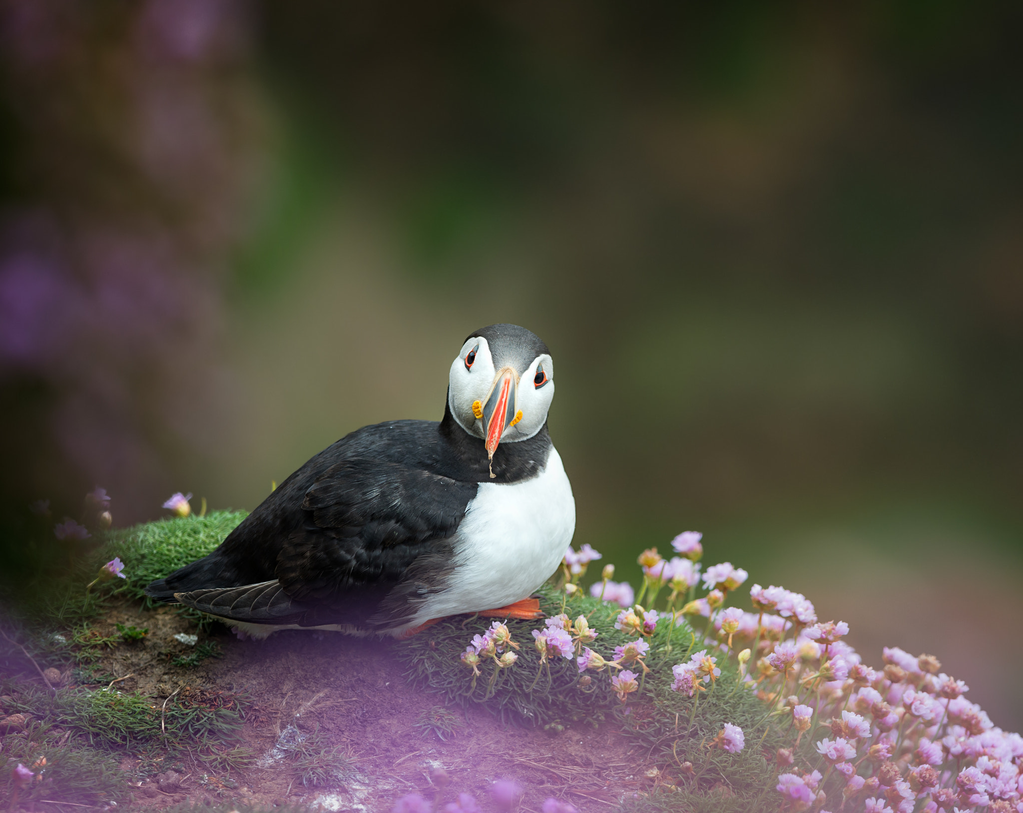 Nikon D4S + Nikon AF-S Nikkor 300mm F4D ED-IF sample photo. Puffin through sea thrift photography