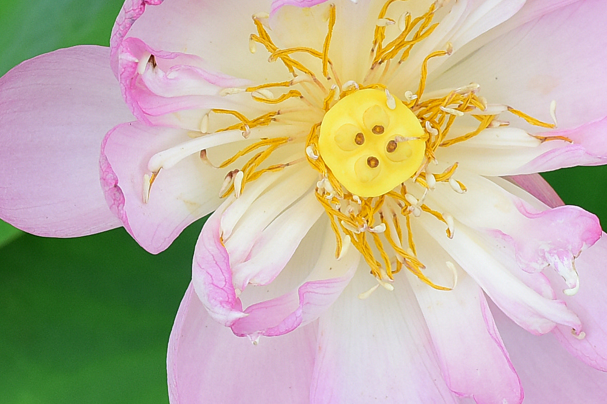 ZEISS Planar T* 50mm F1.4 sample photo. Elegant photography