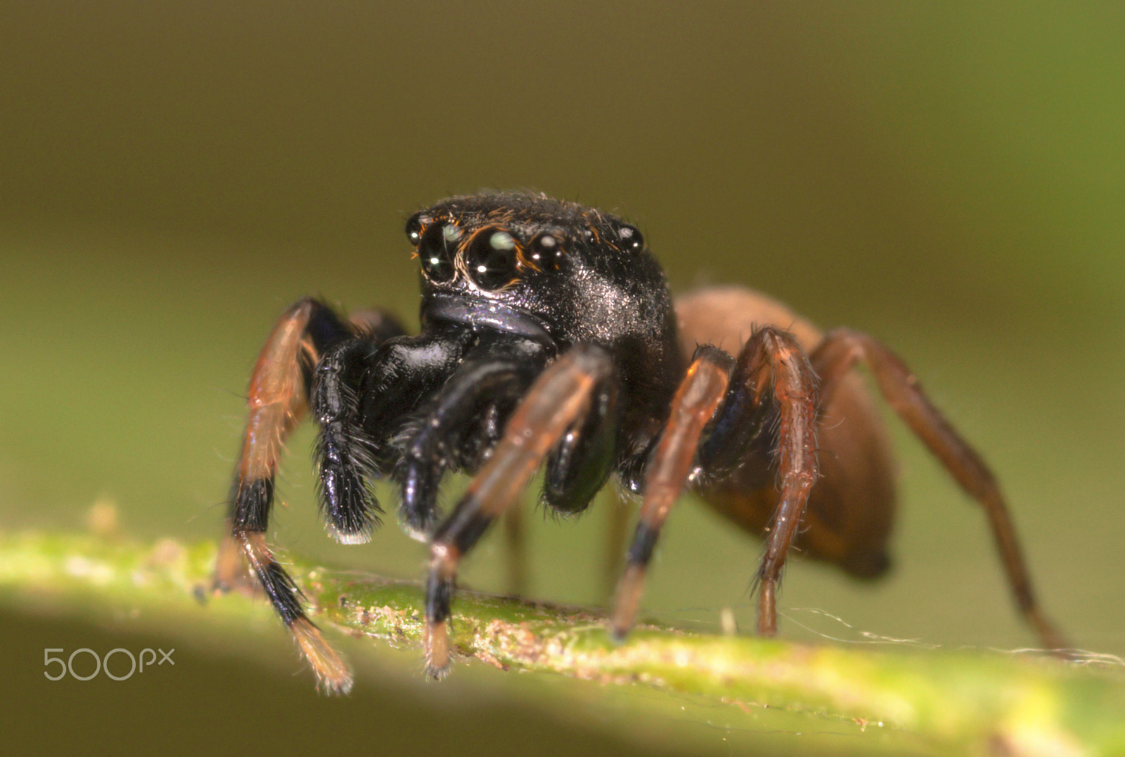 Canon MP-E 65mm F2.5 1-5x Macro Photo sample photo. Araña saltarina 11 photography