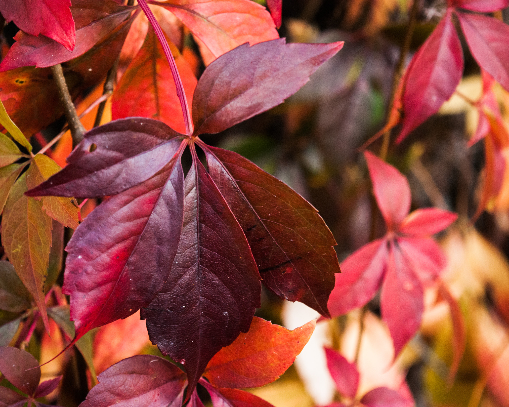 Nikon D80 sample photo. Red leaves photography