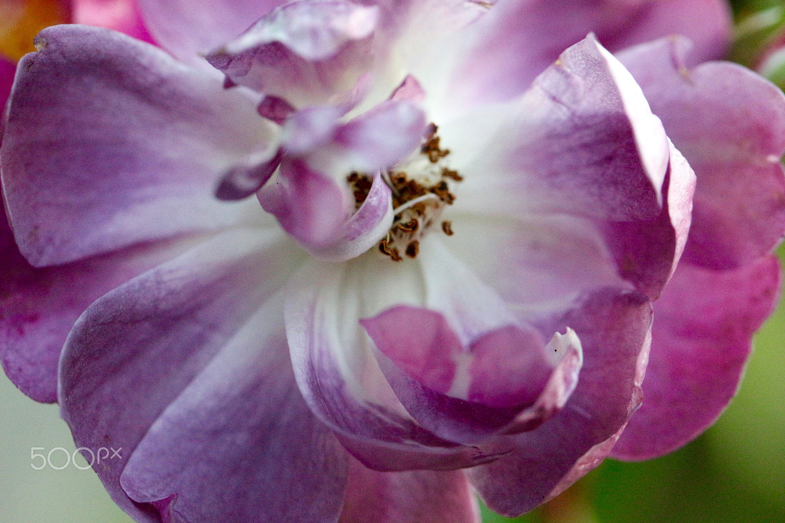 Canon EF 100mm F2.8L Macro IS USM sample photo. Delicates photography